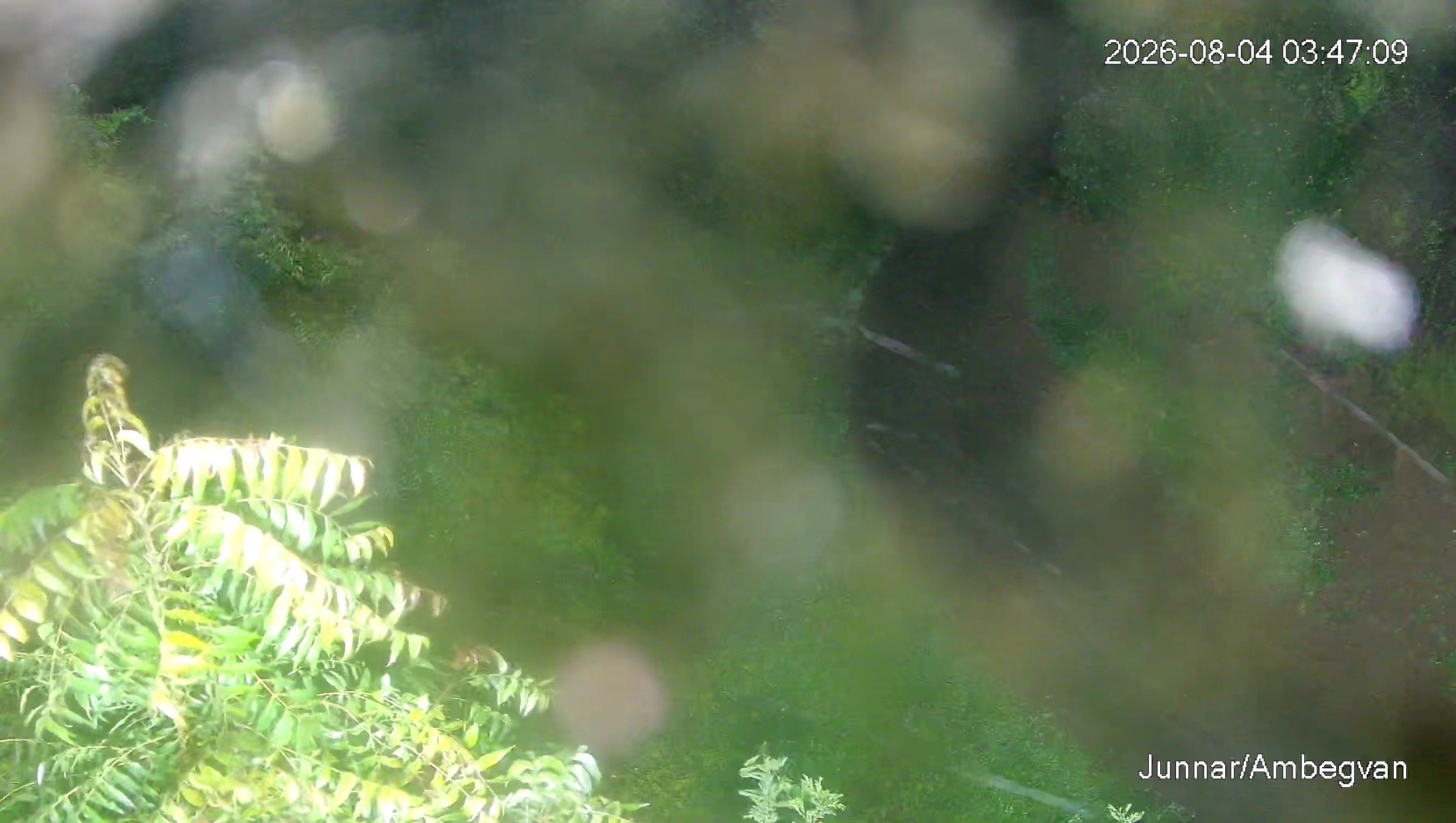 Leopard Image