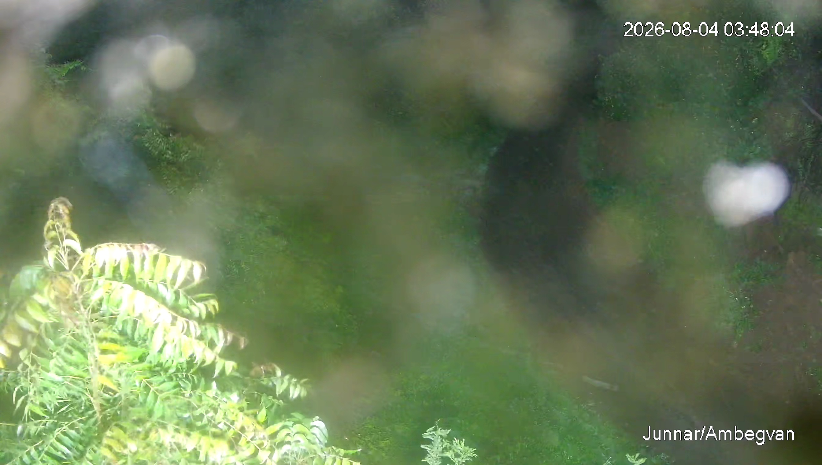 Leopard Image