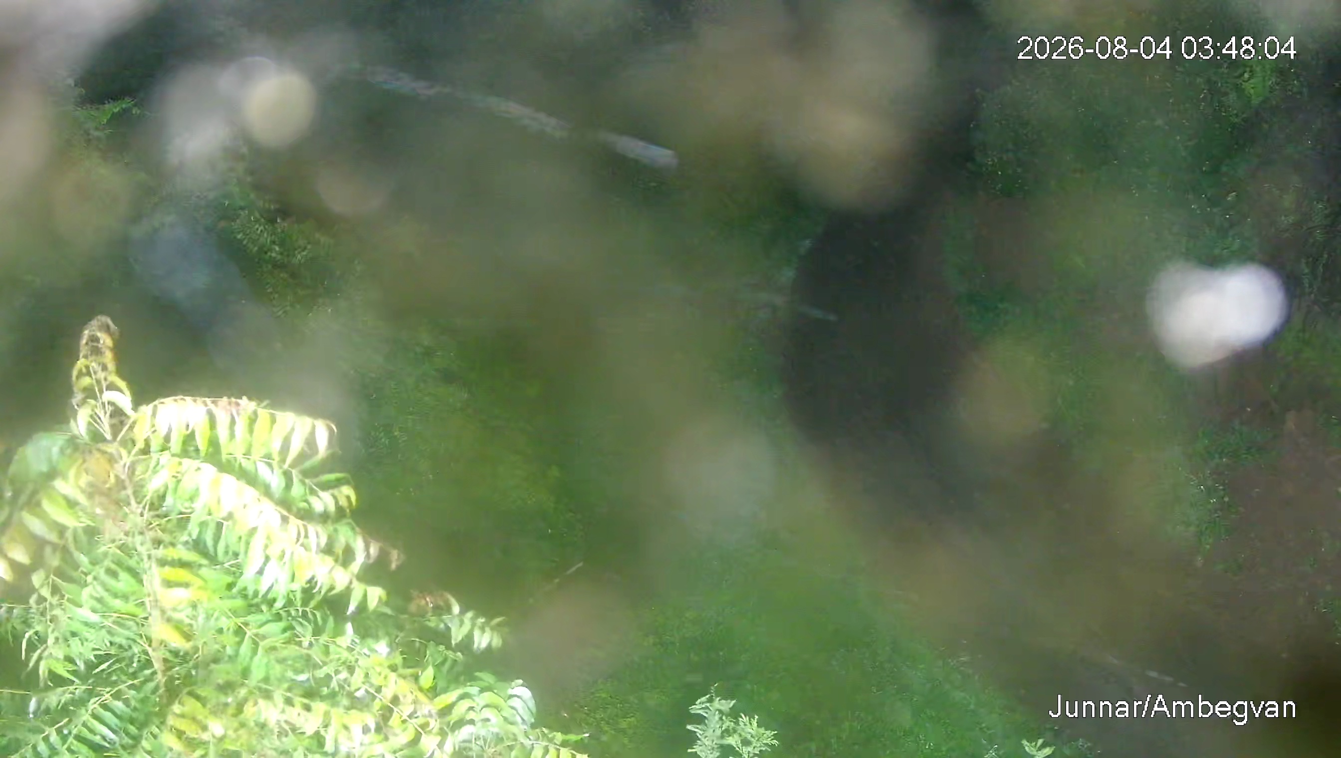 Leopard Image