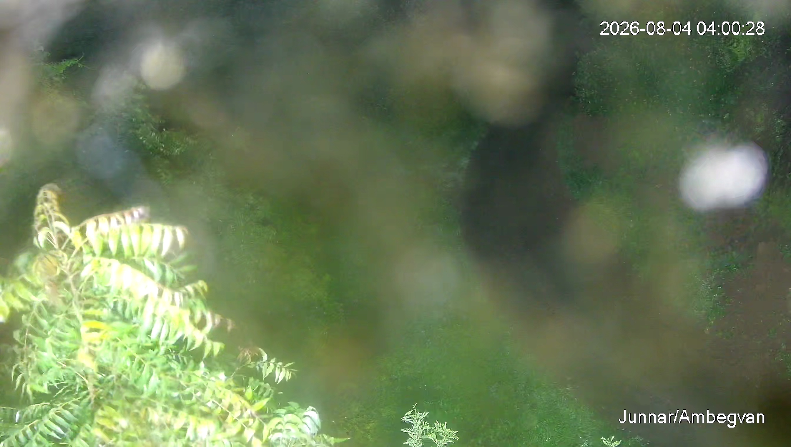 Leopard Image