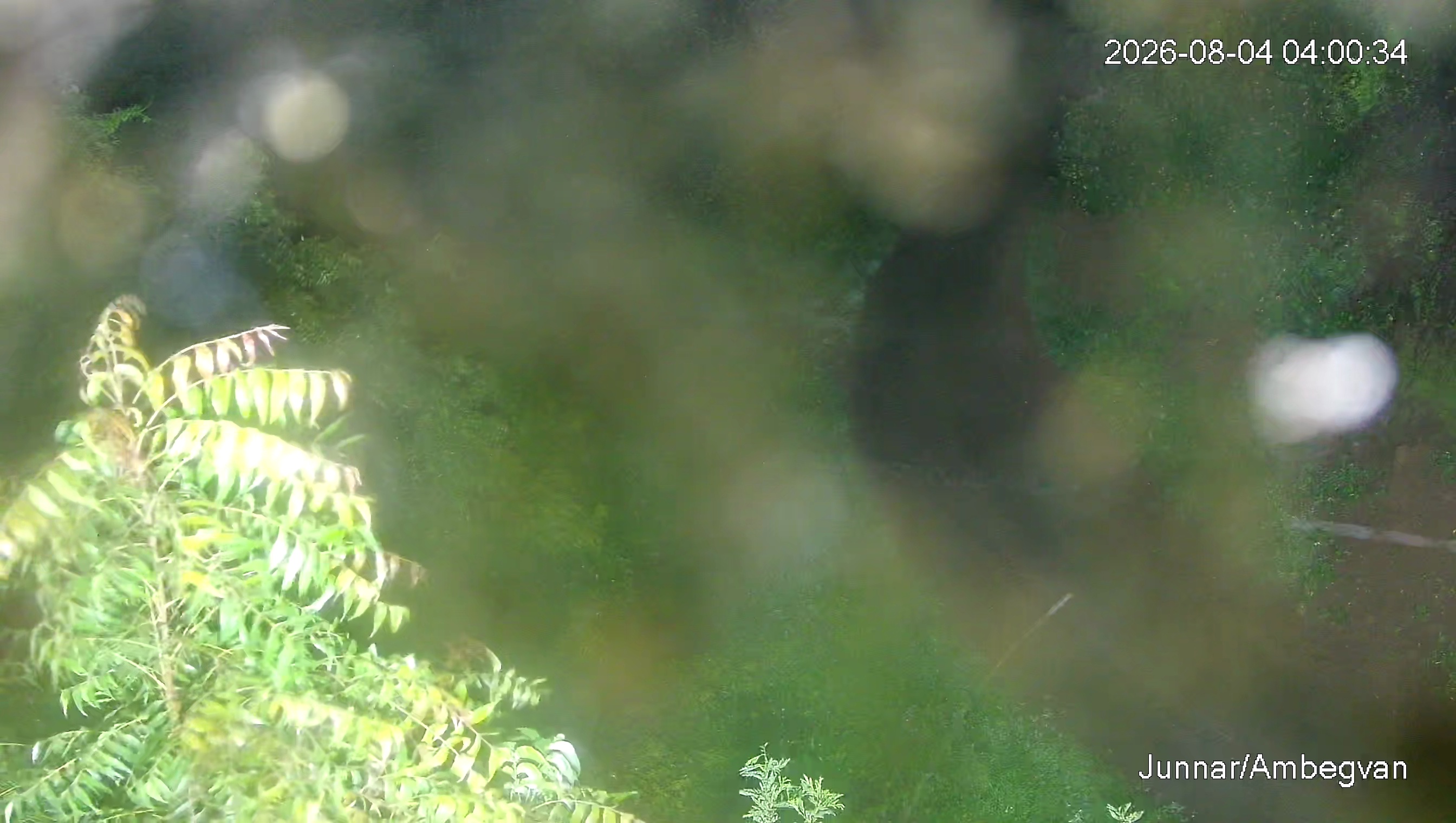 Leopard Image