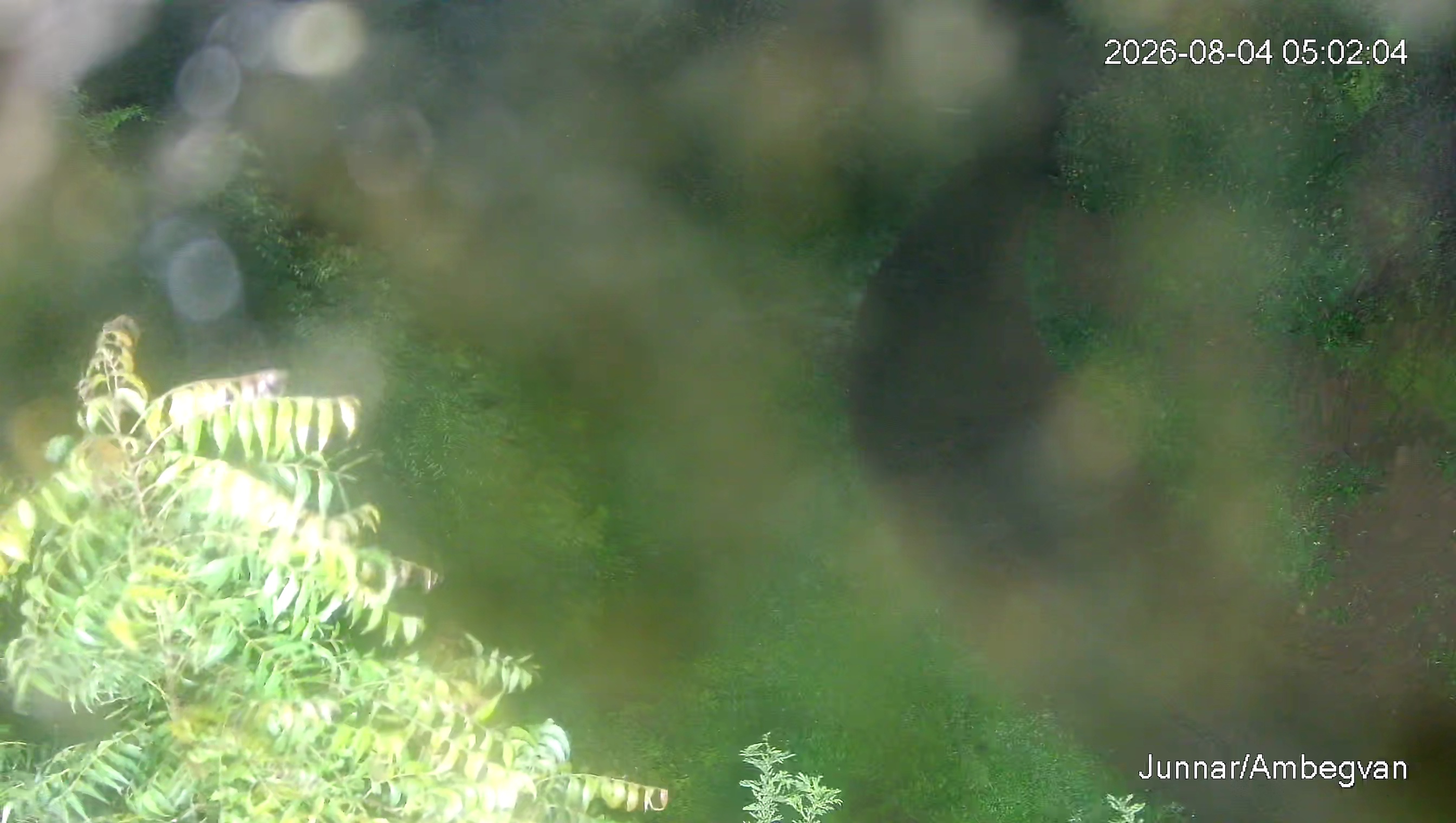 Leopard Image