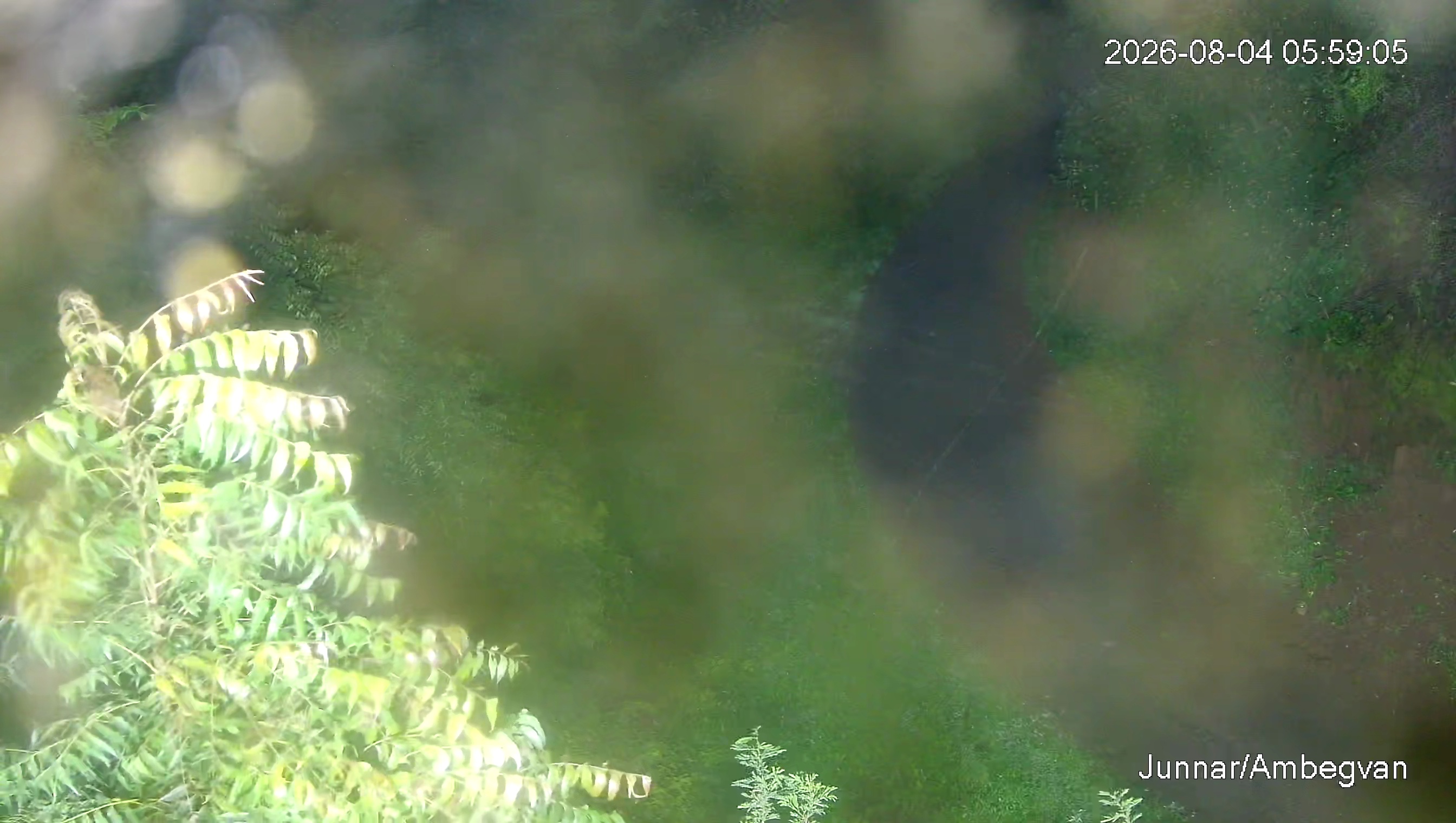 Leopard Image