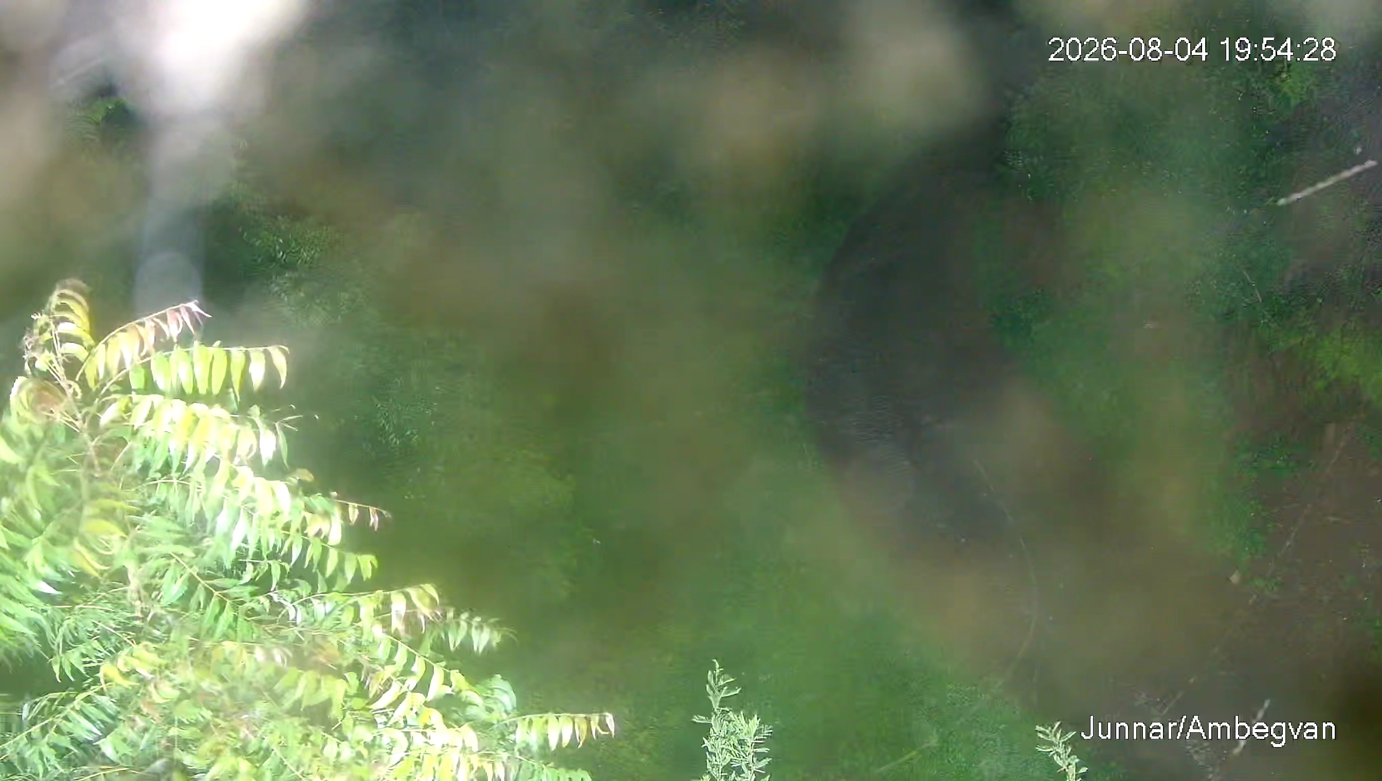Leopard Image