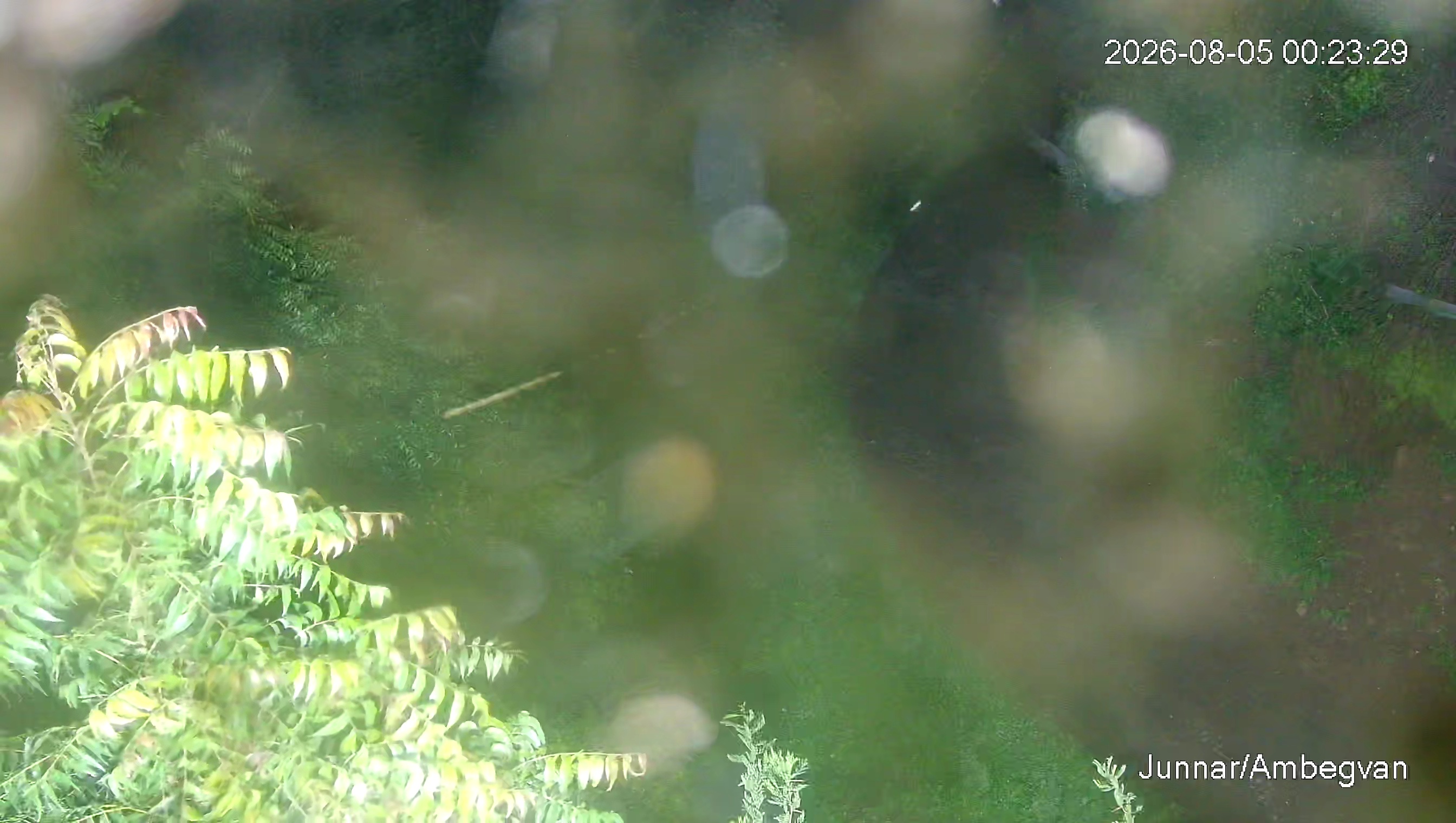 Leopard Image