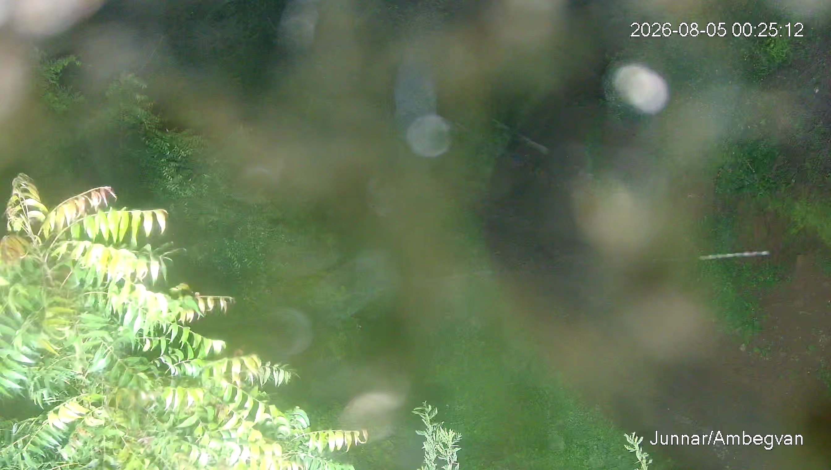 Leopard Image