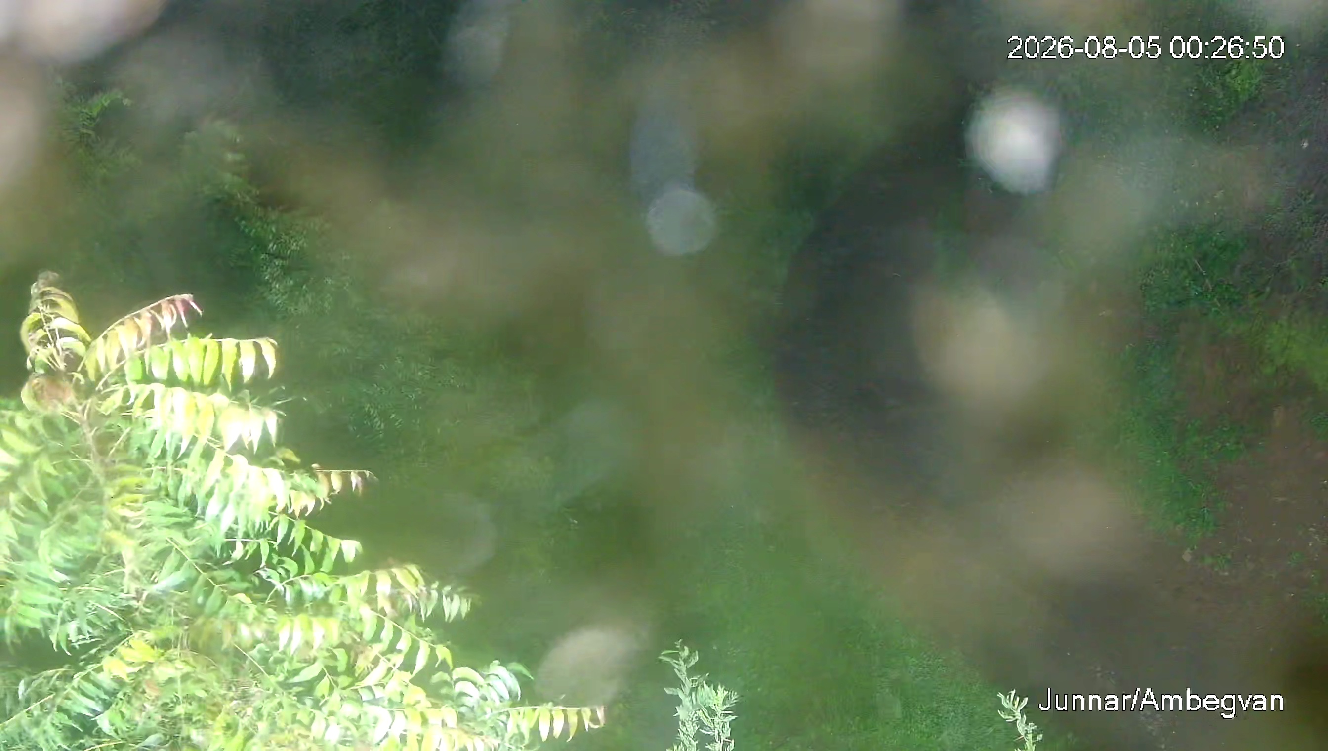 Leopard Image