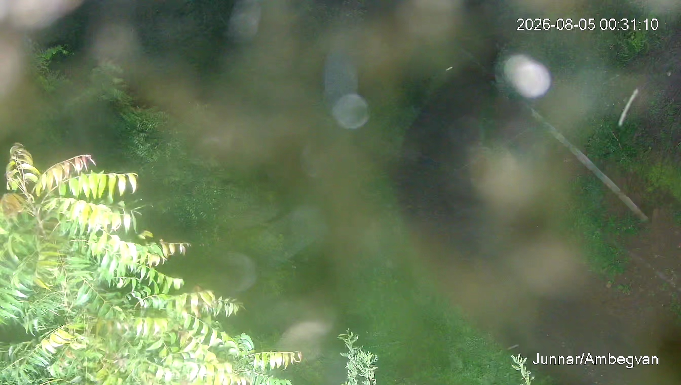 Leopard Image