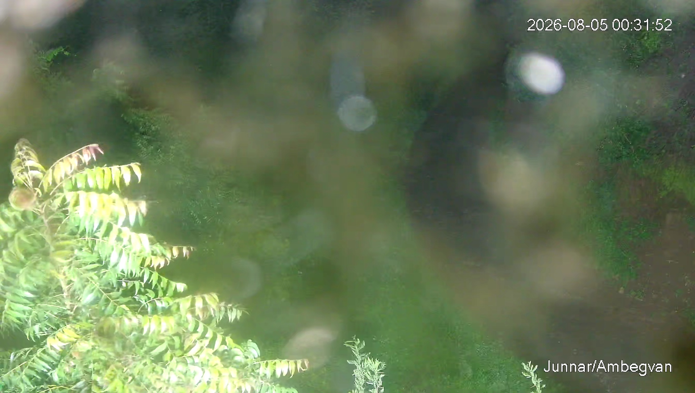 Leopard Image