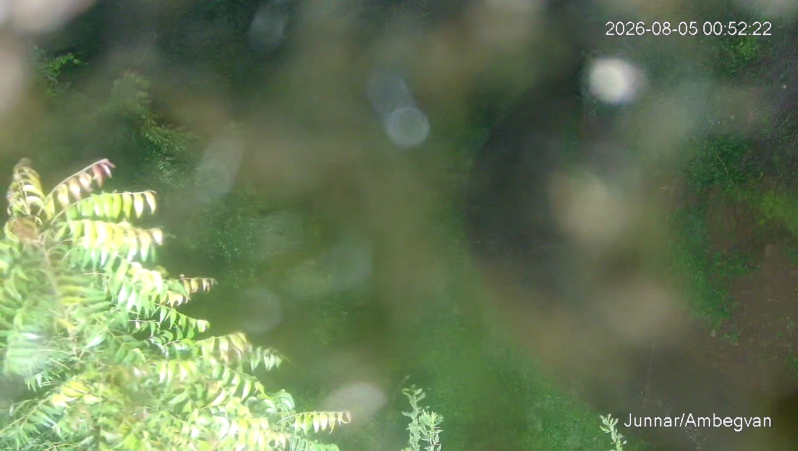 Leopard Image