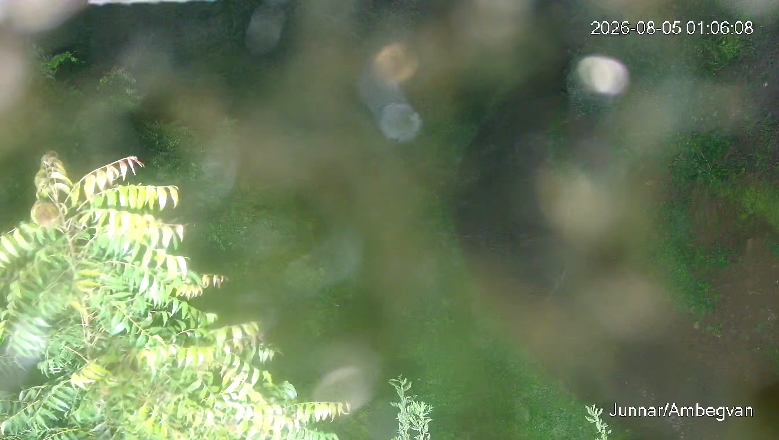 Leopard Image