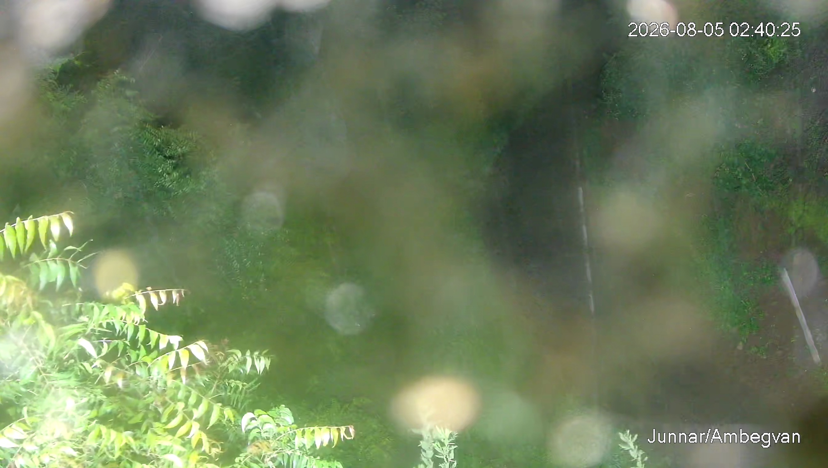 Leopard Image