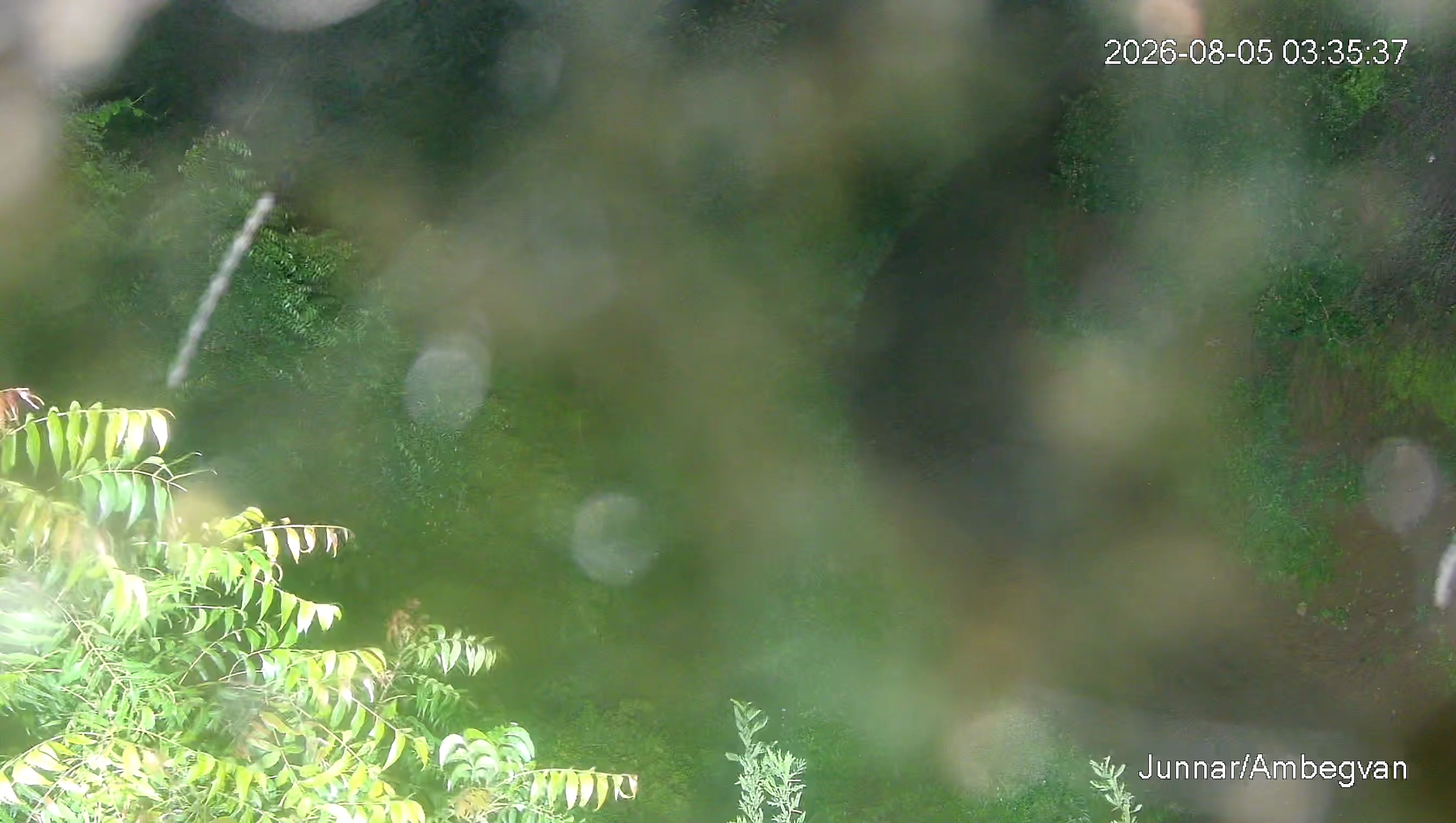 Leopard Image