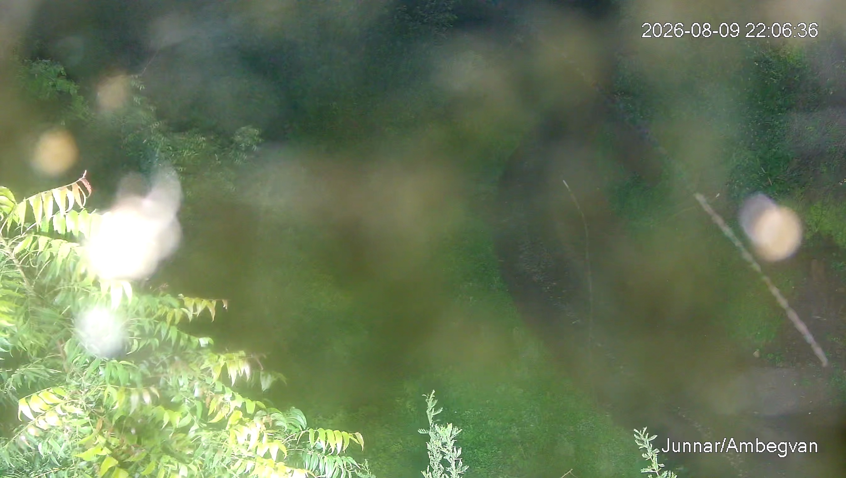 Leopard Image