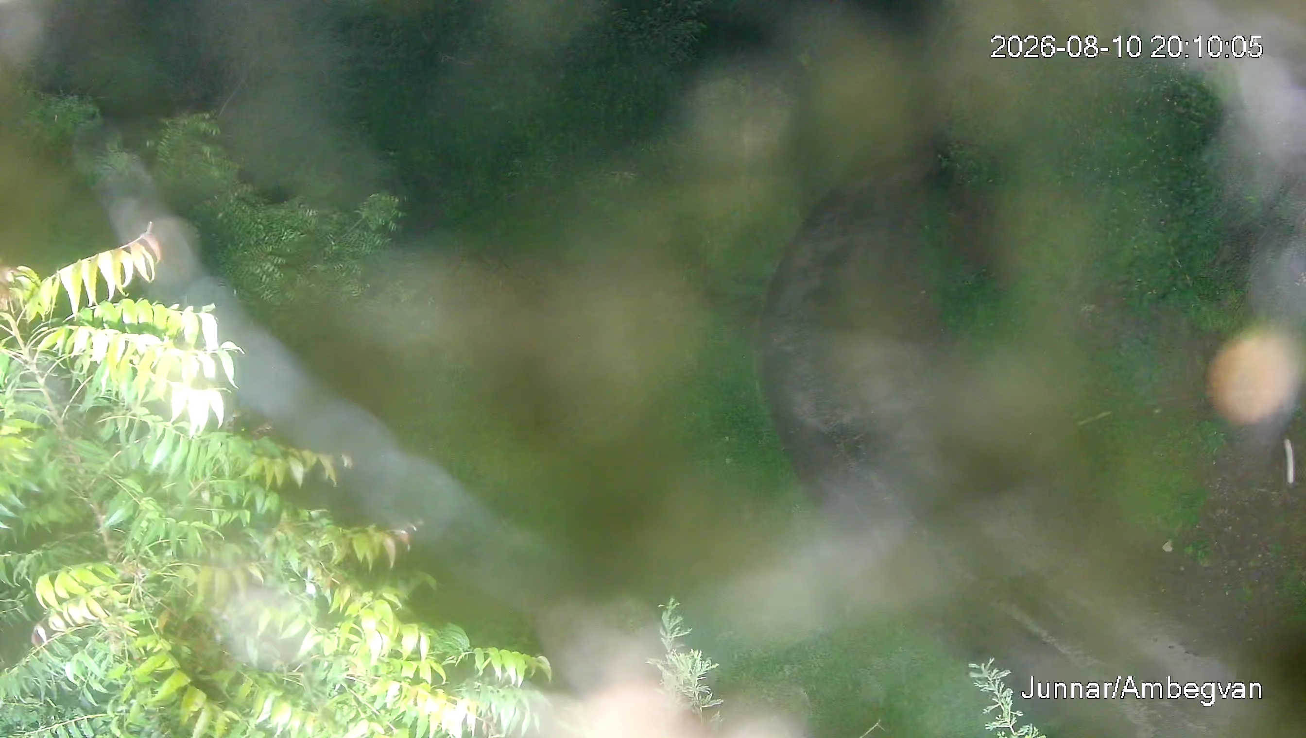 Leopard Image