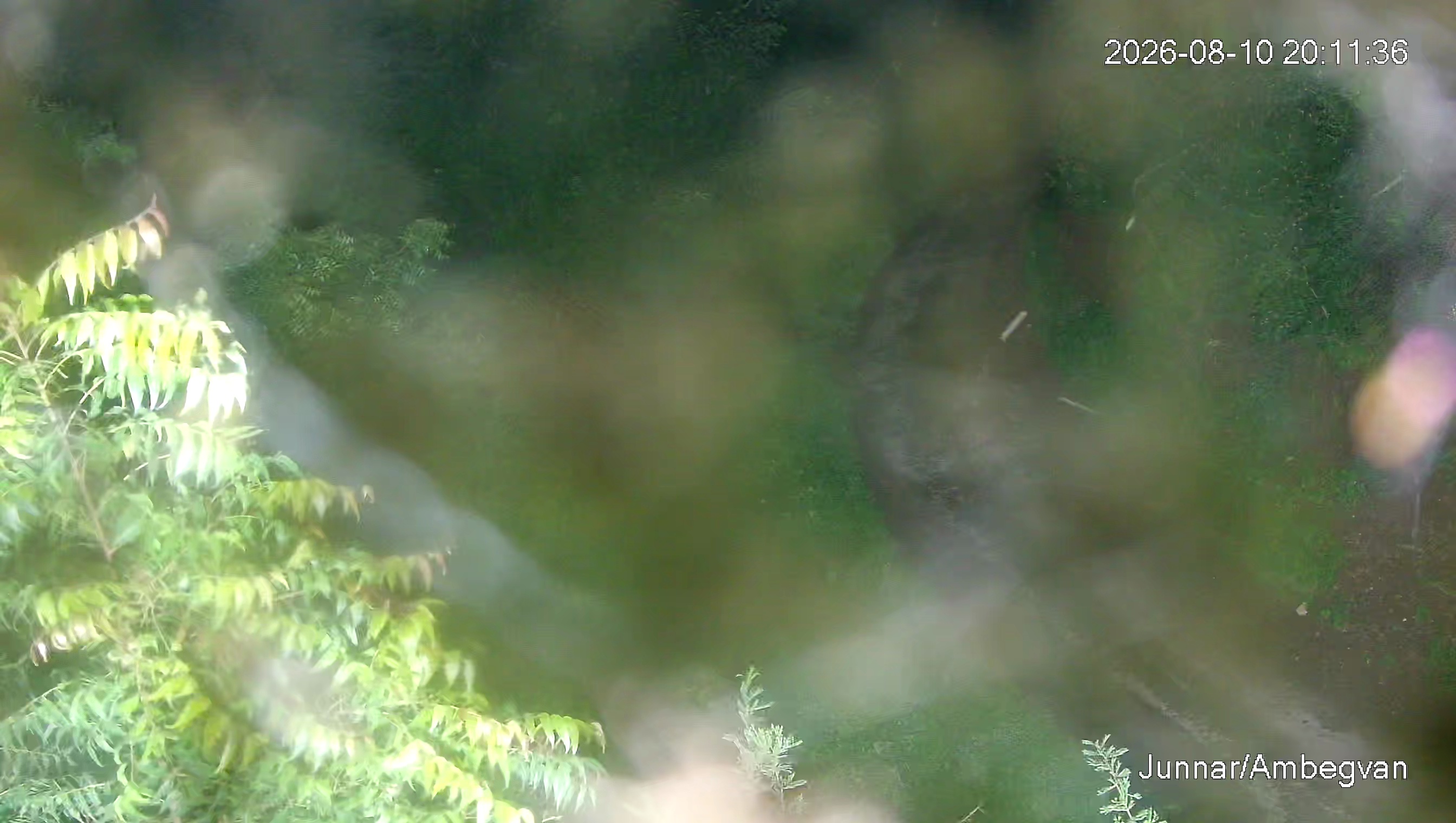 Leopard Image