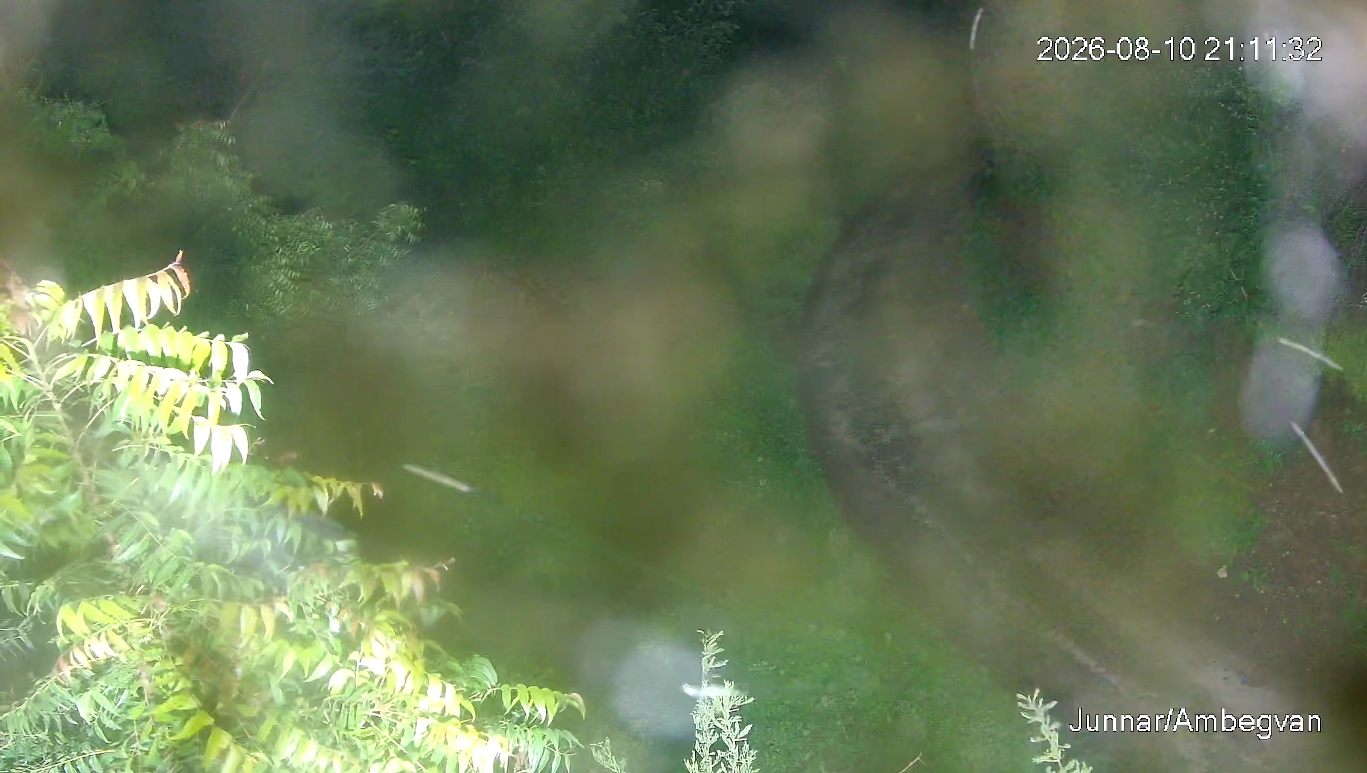 Leopard Image
