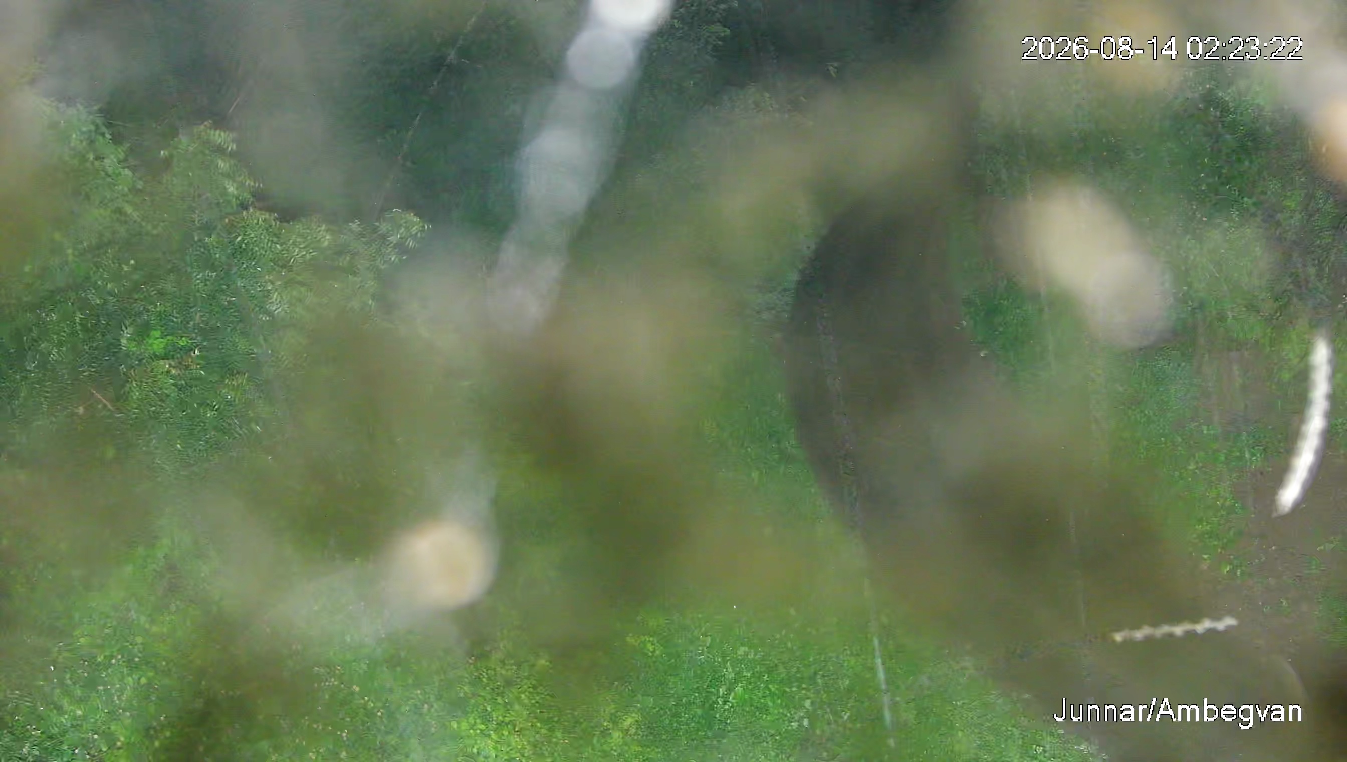Leopard Image