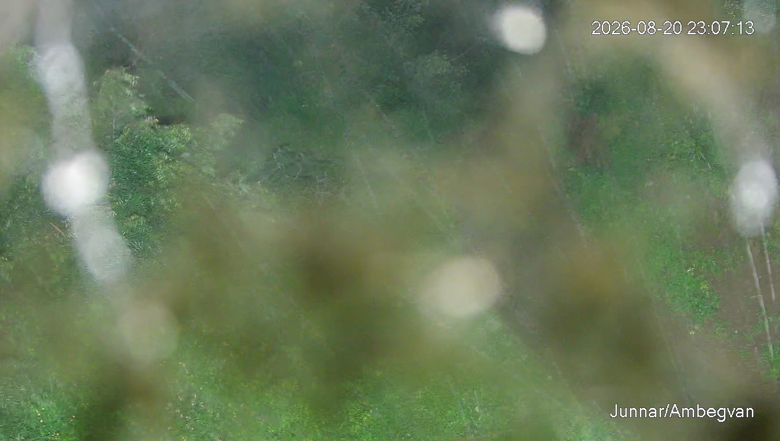 Leopard Image