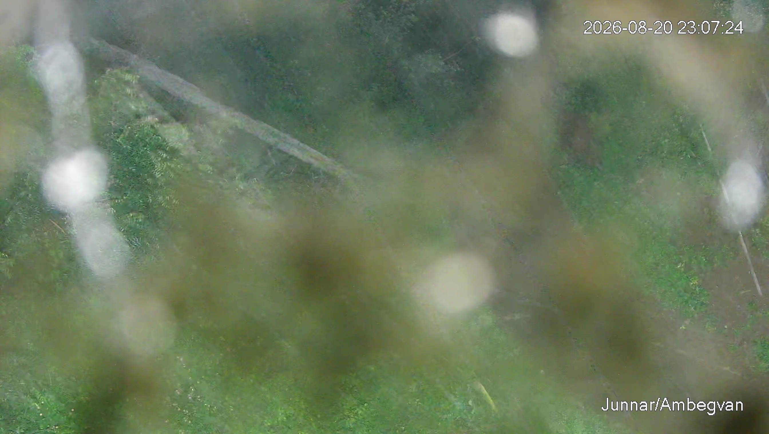 Leopard Image
