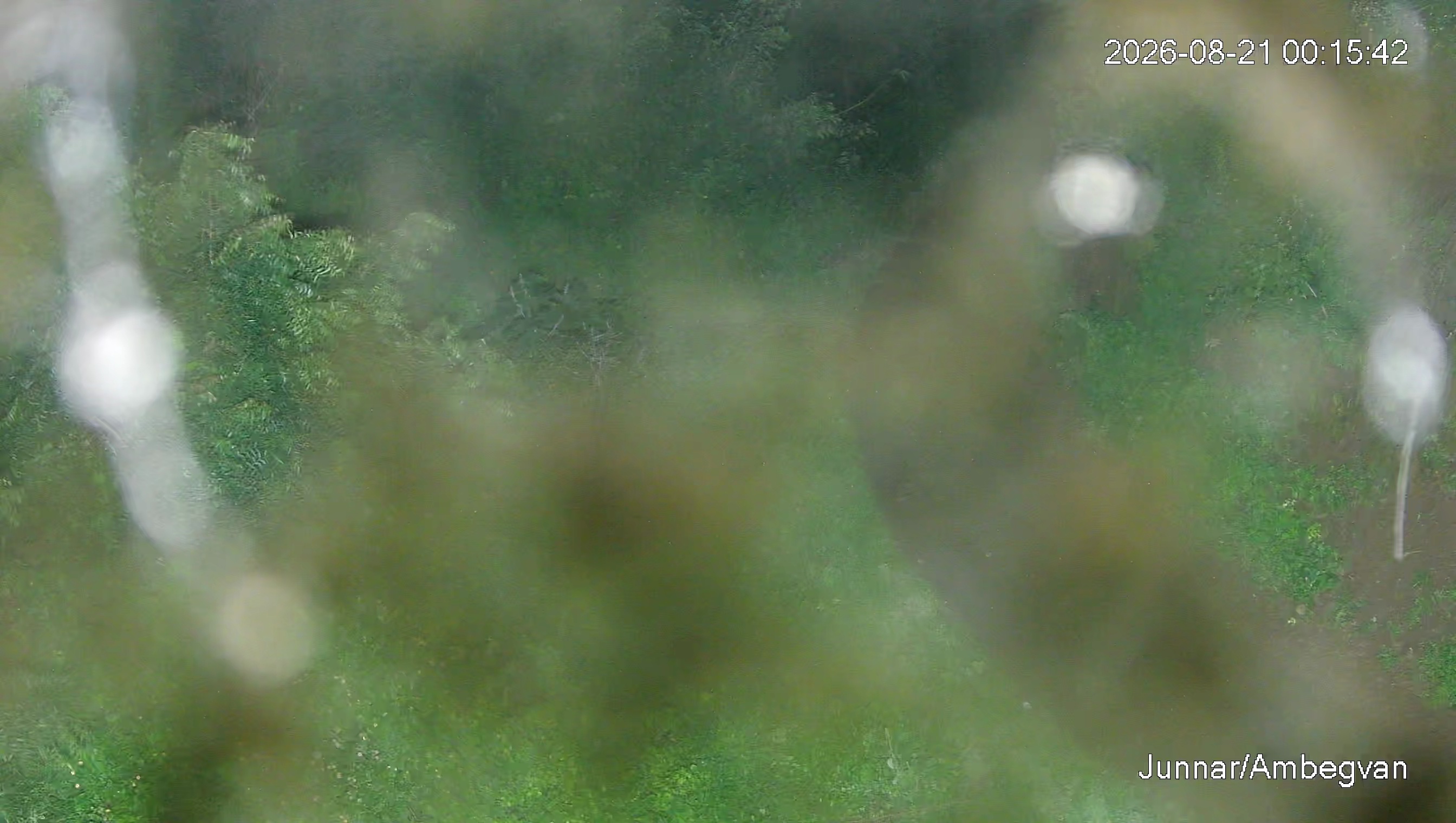 Leopard Image