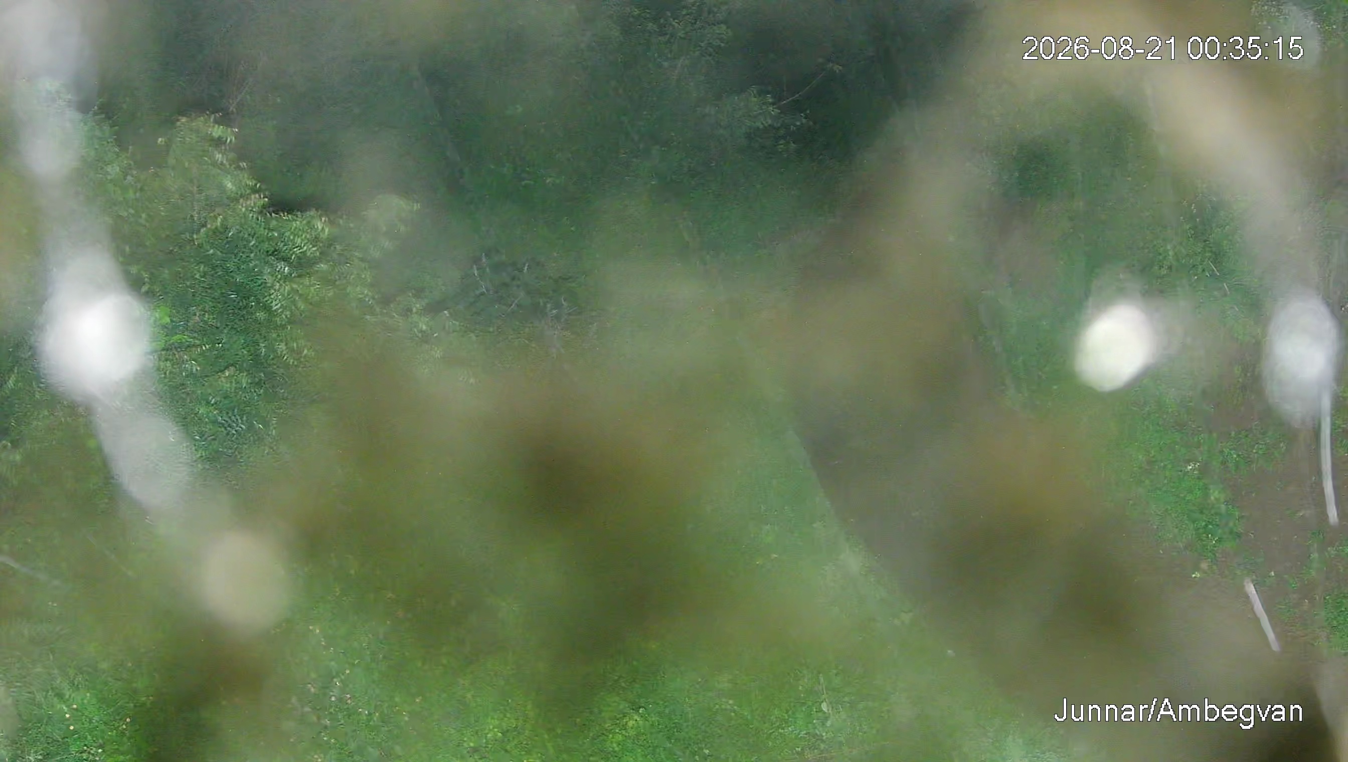 Leopard Image