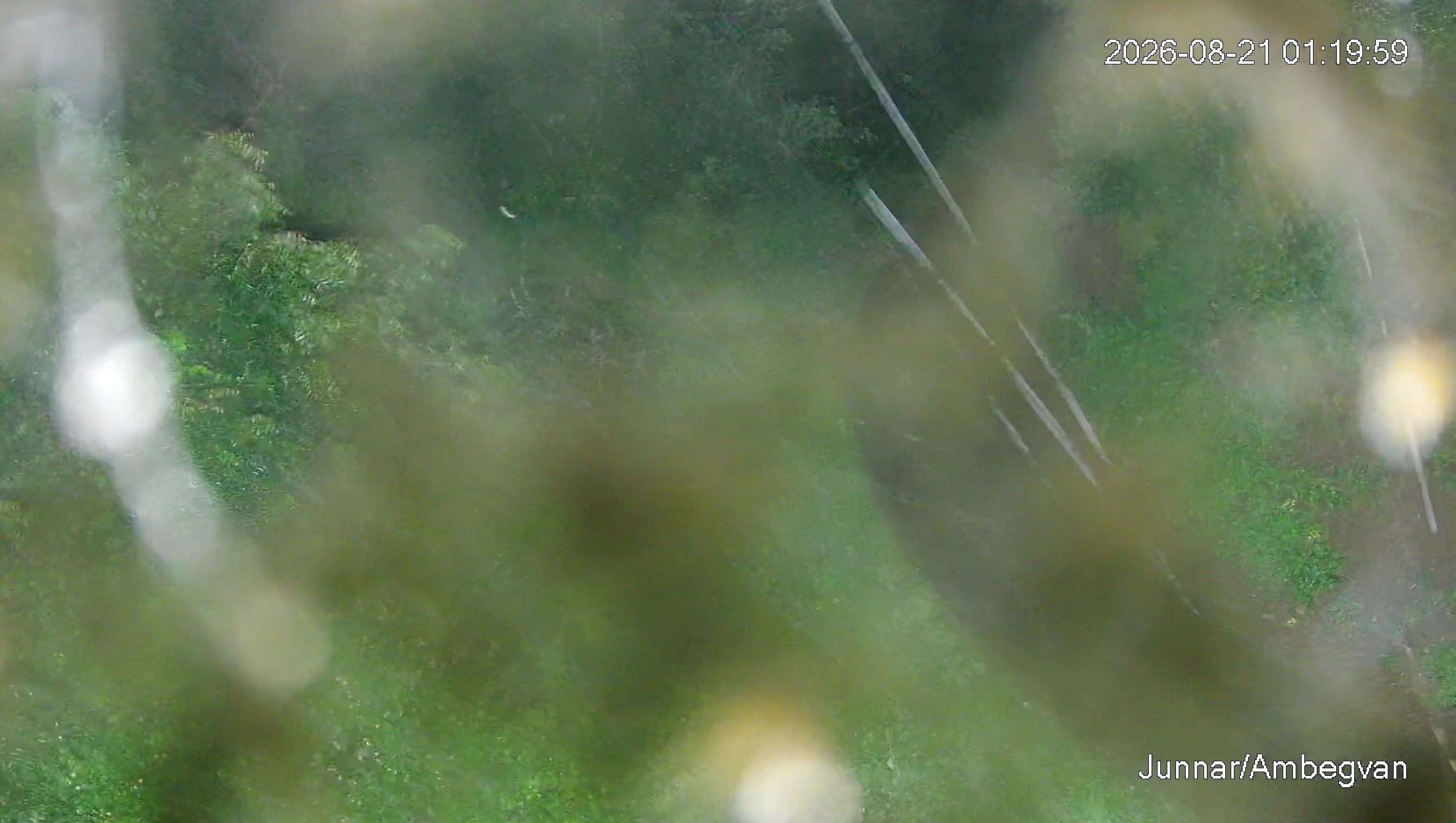 Leopard Image