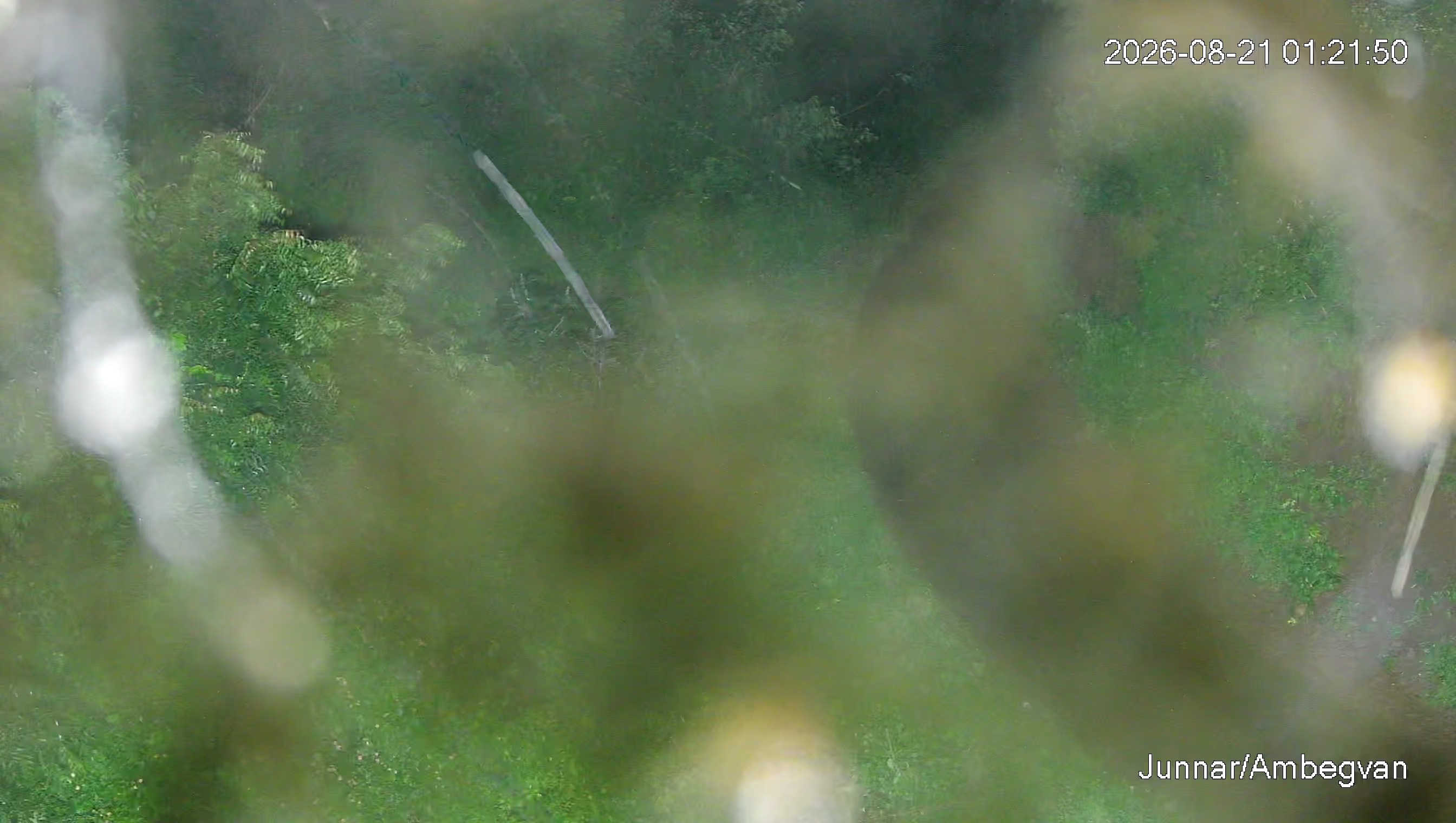 Leopard Image