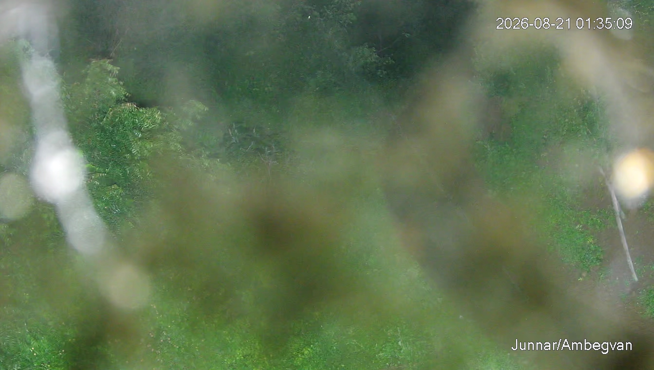 Leopard Image