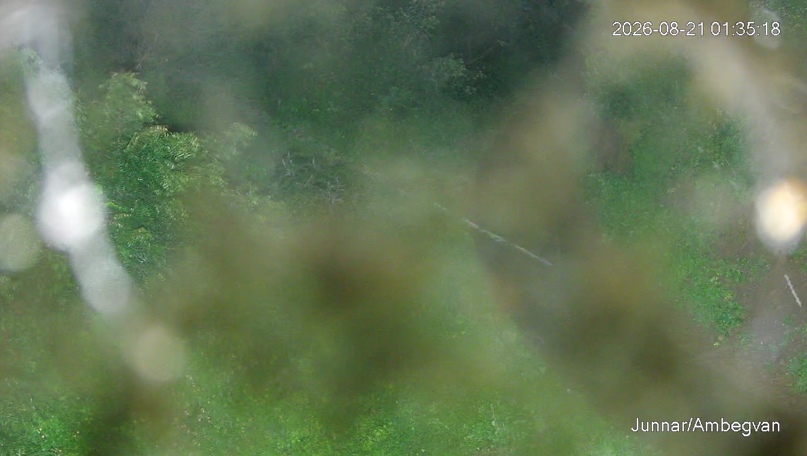Leopard Image