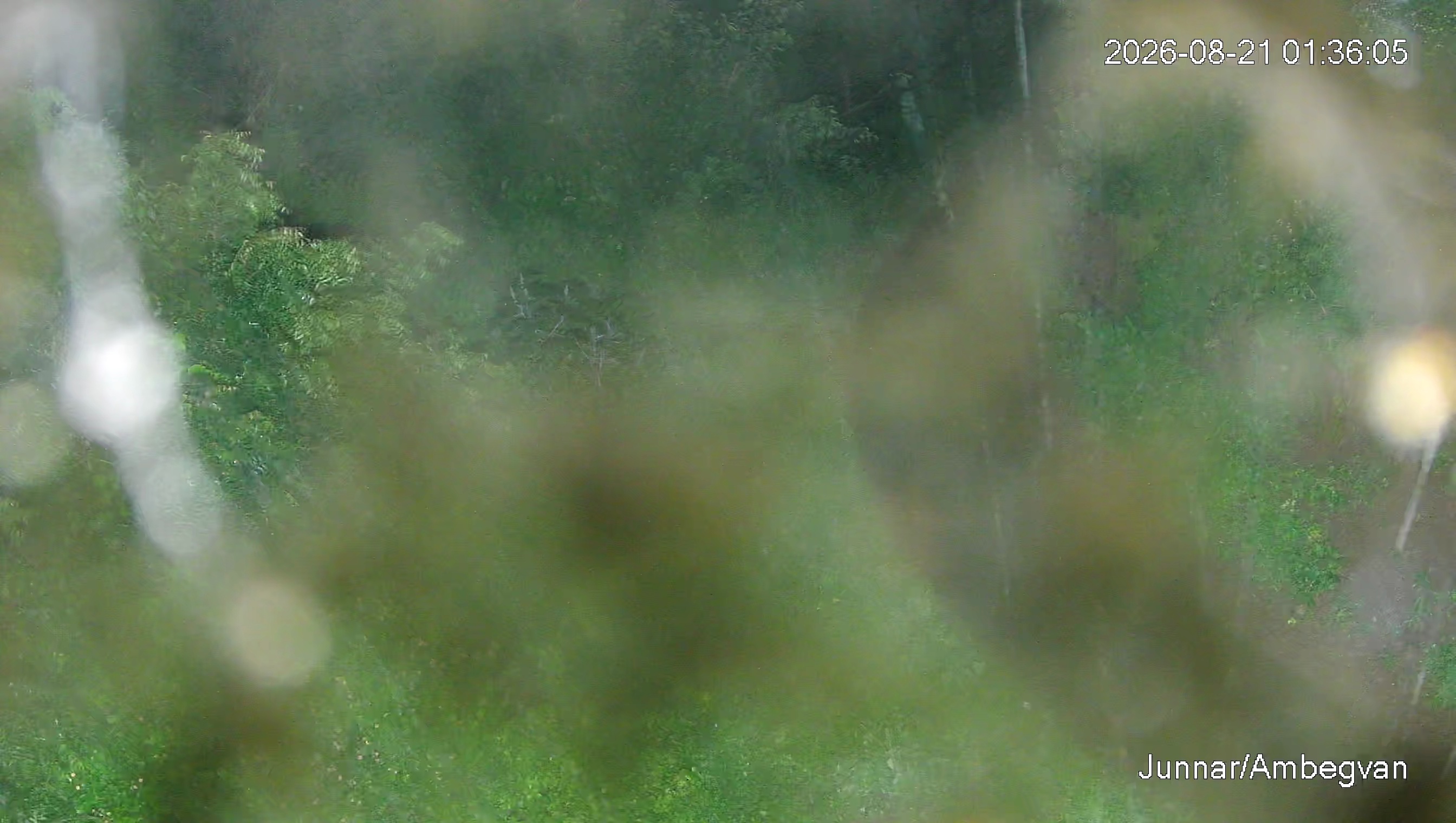 Leopard Image