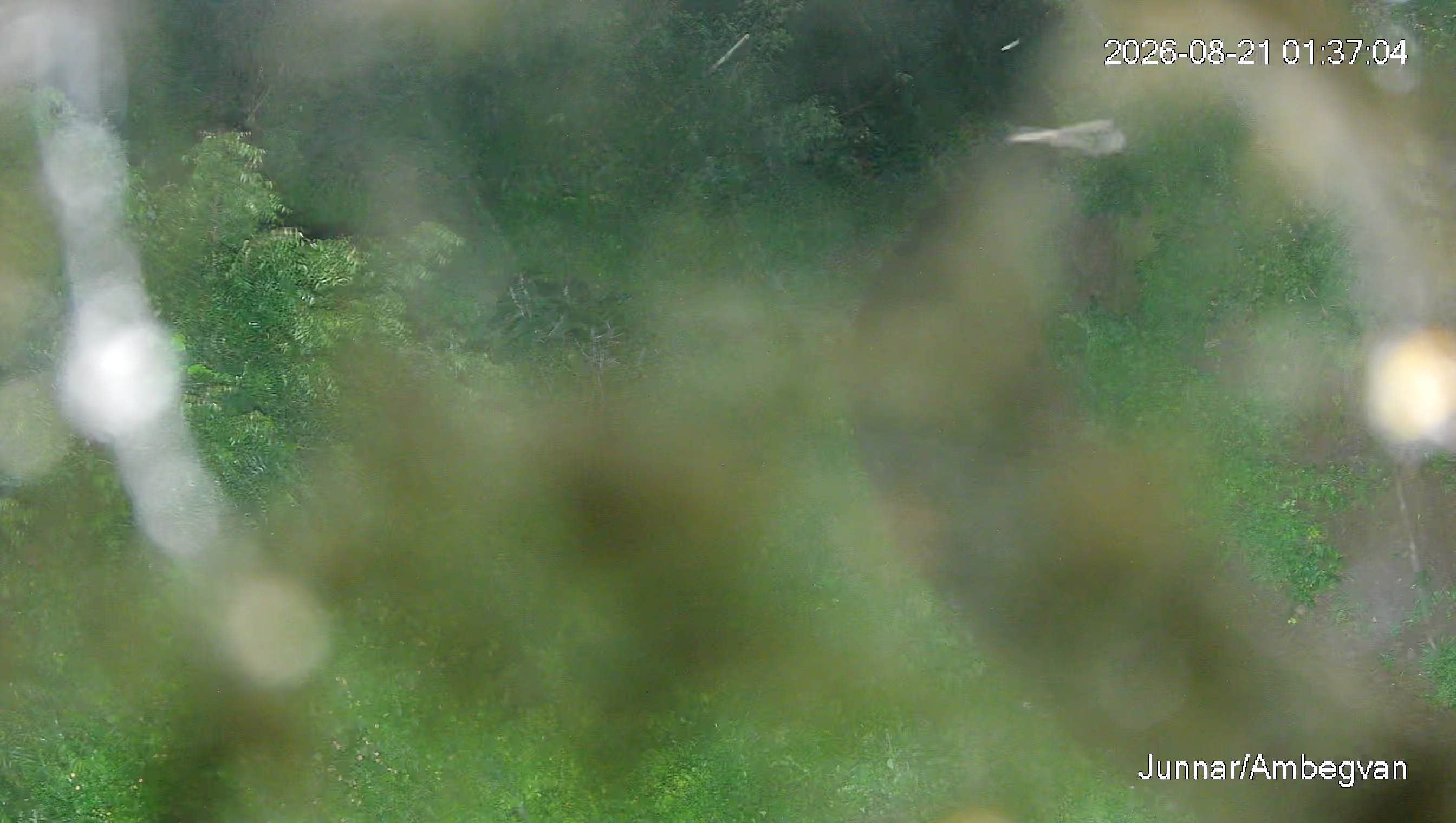 Leopard Image