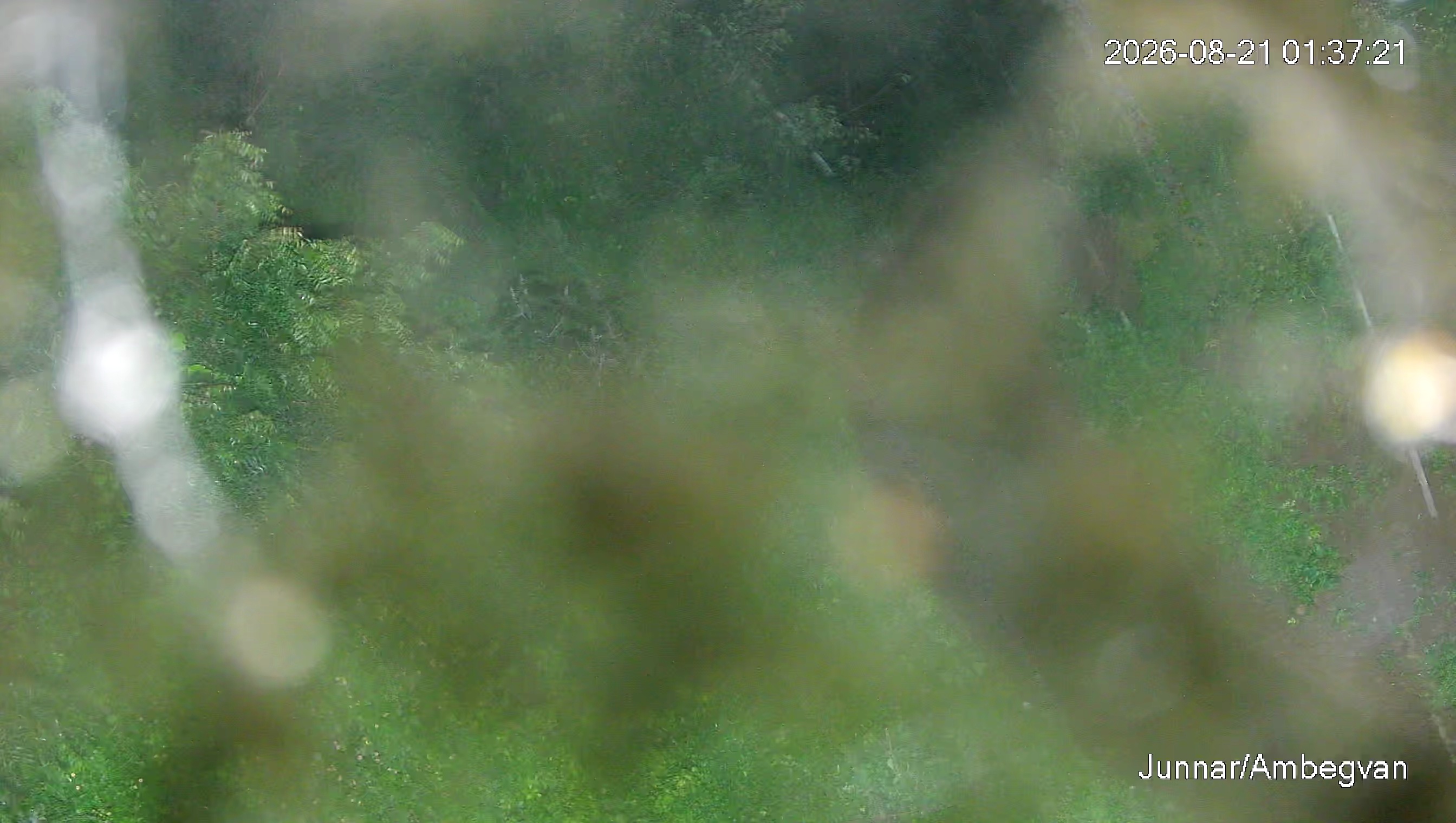 Leopard Image