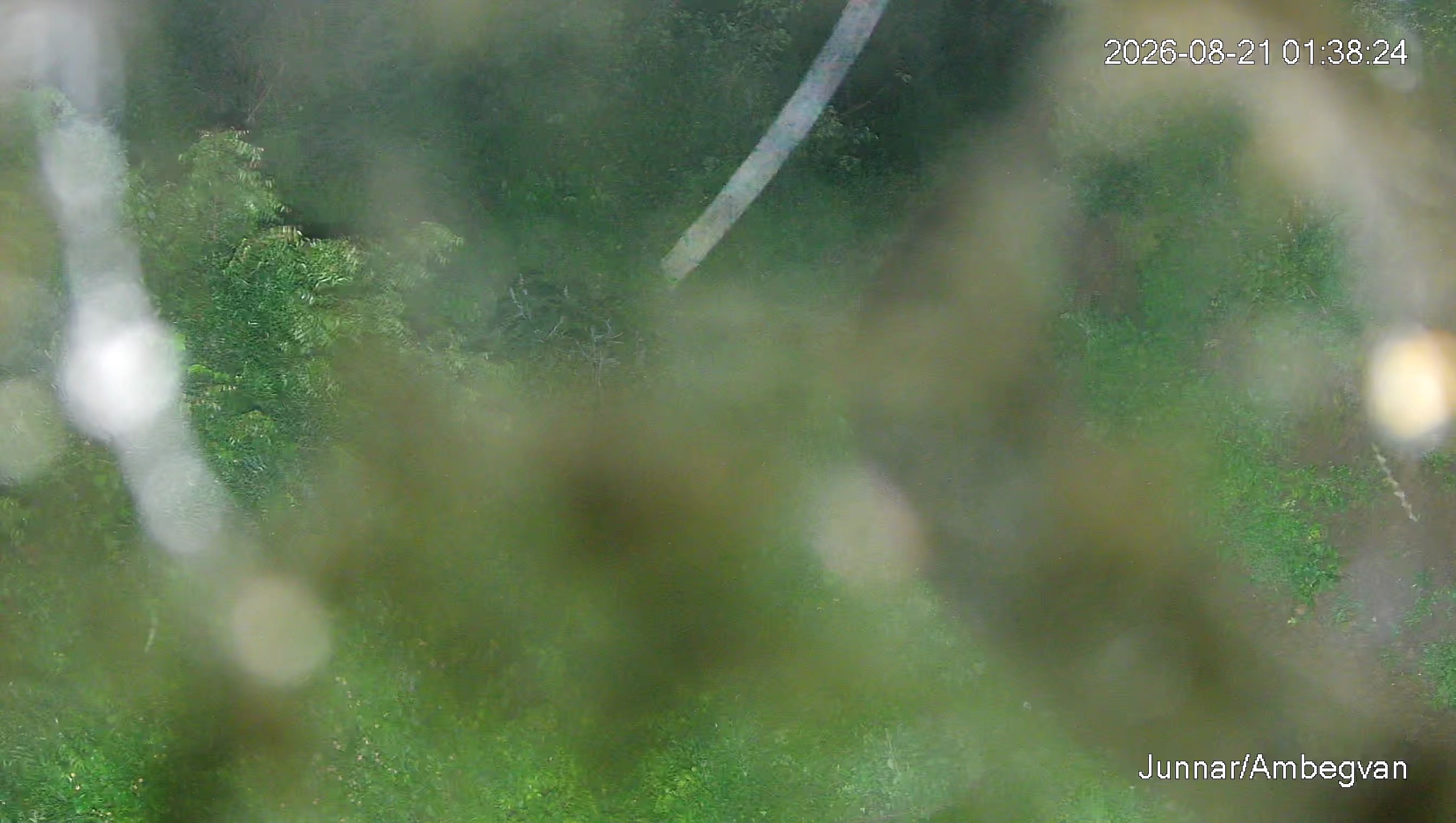 Leopard Image