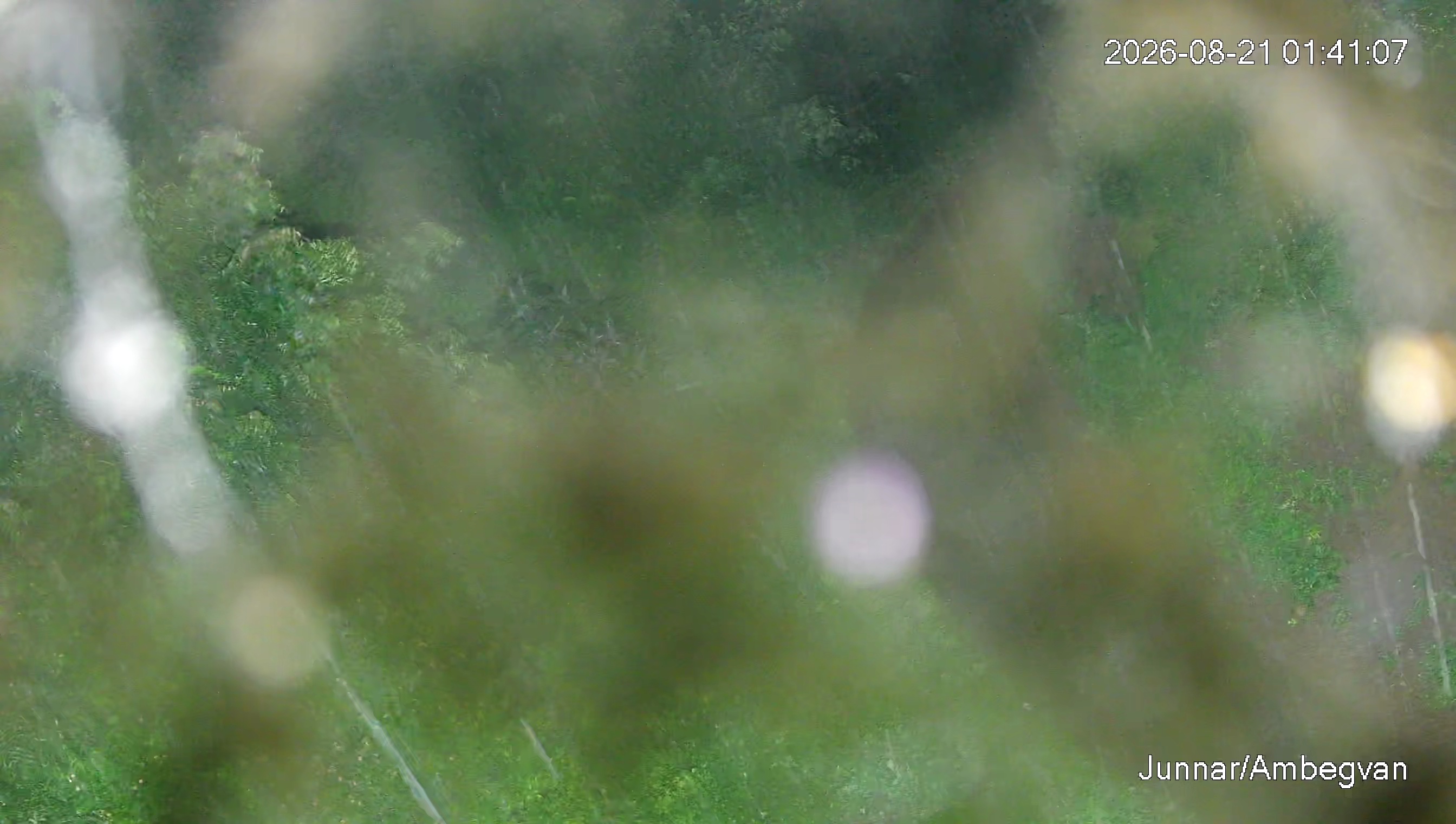 Leopard Image