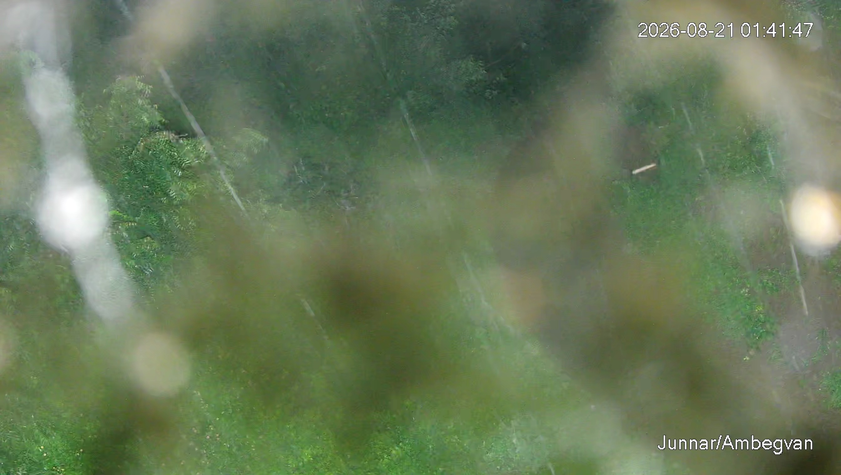 Leopard Image