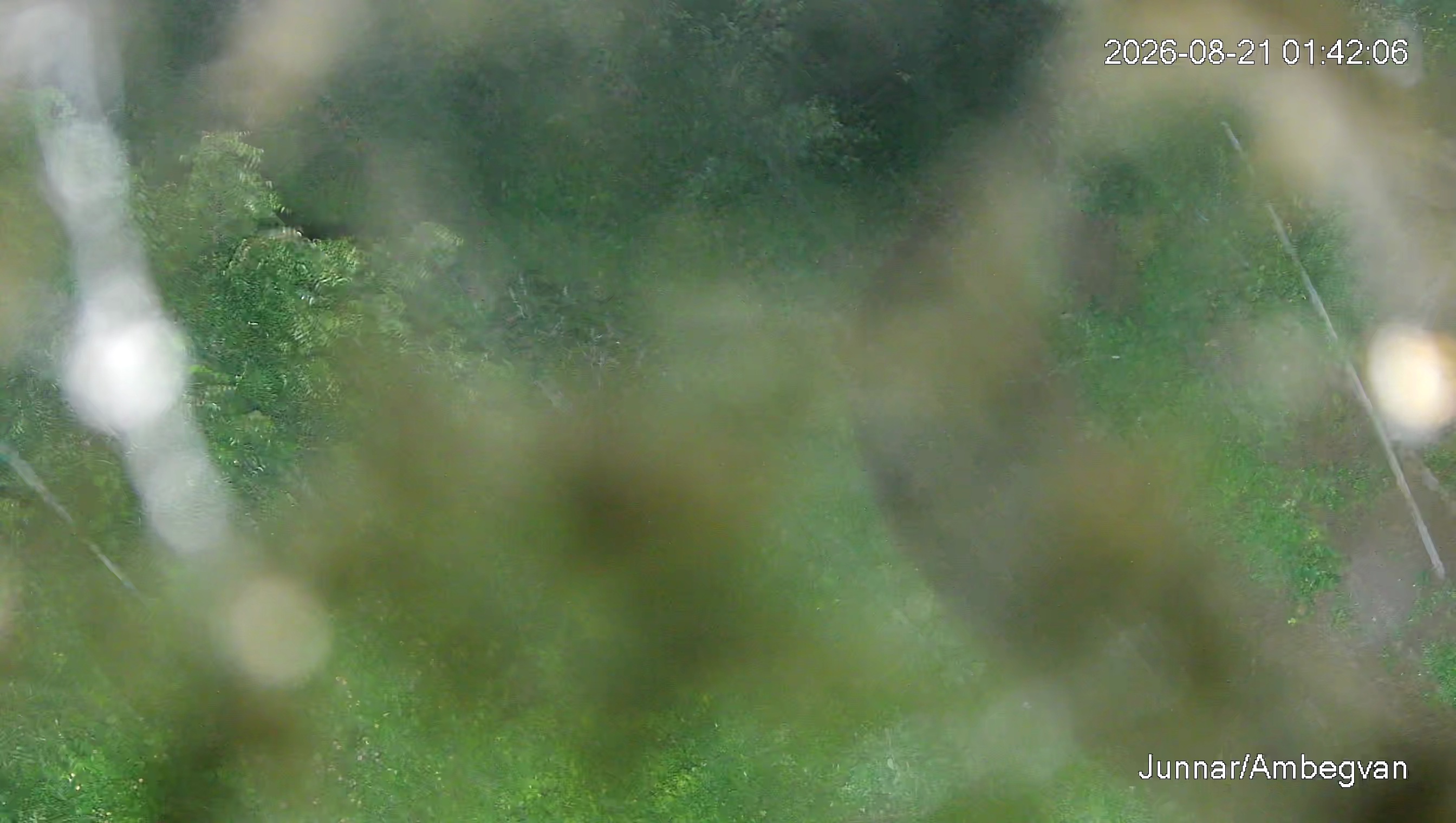 Leopard Image