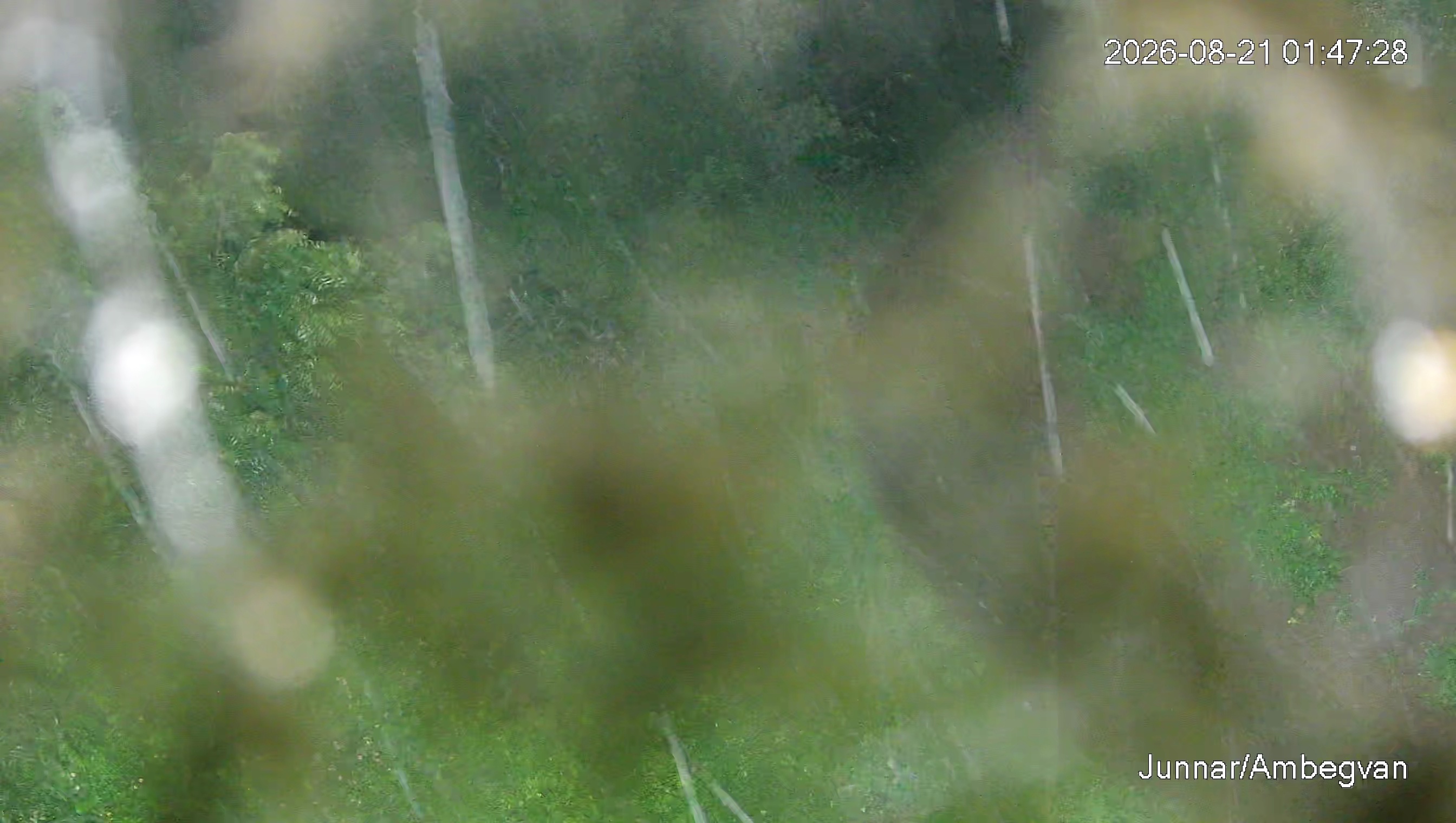 Leopard Image