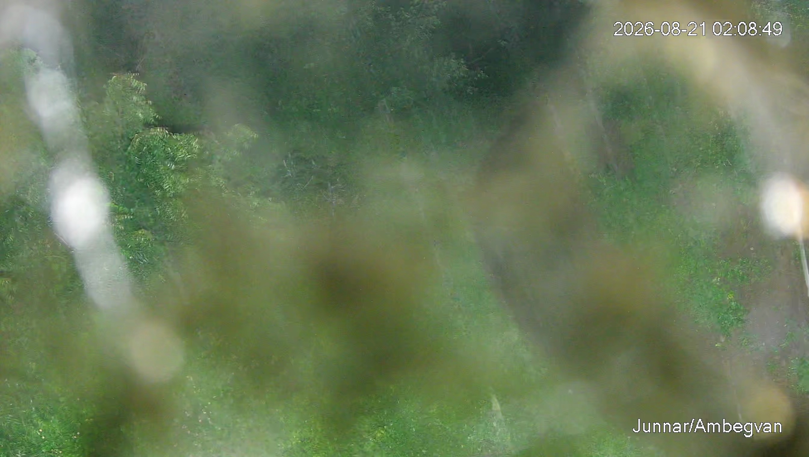 Leopard Image