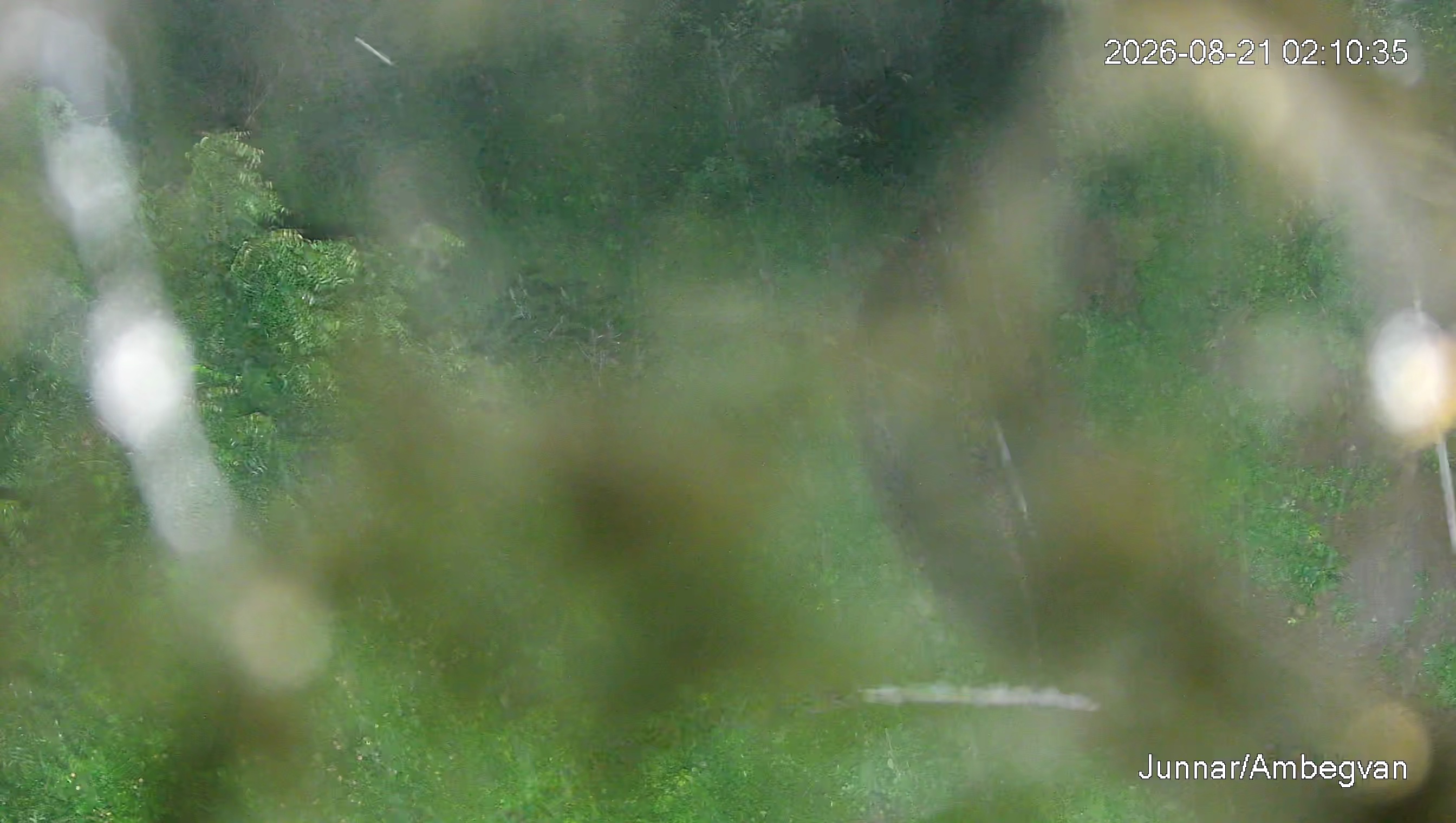 Leopard Image