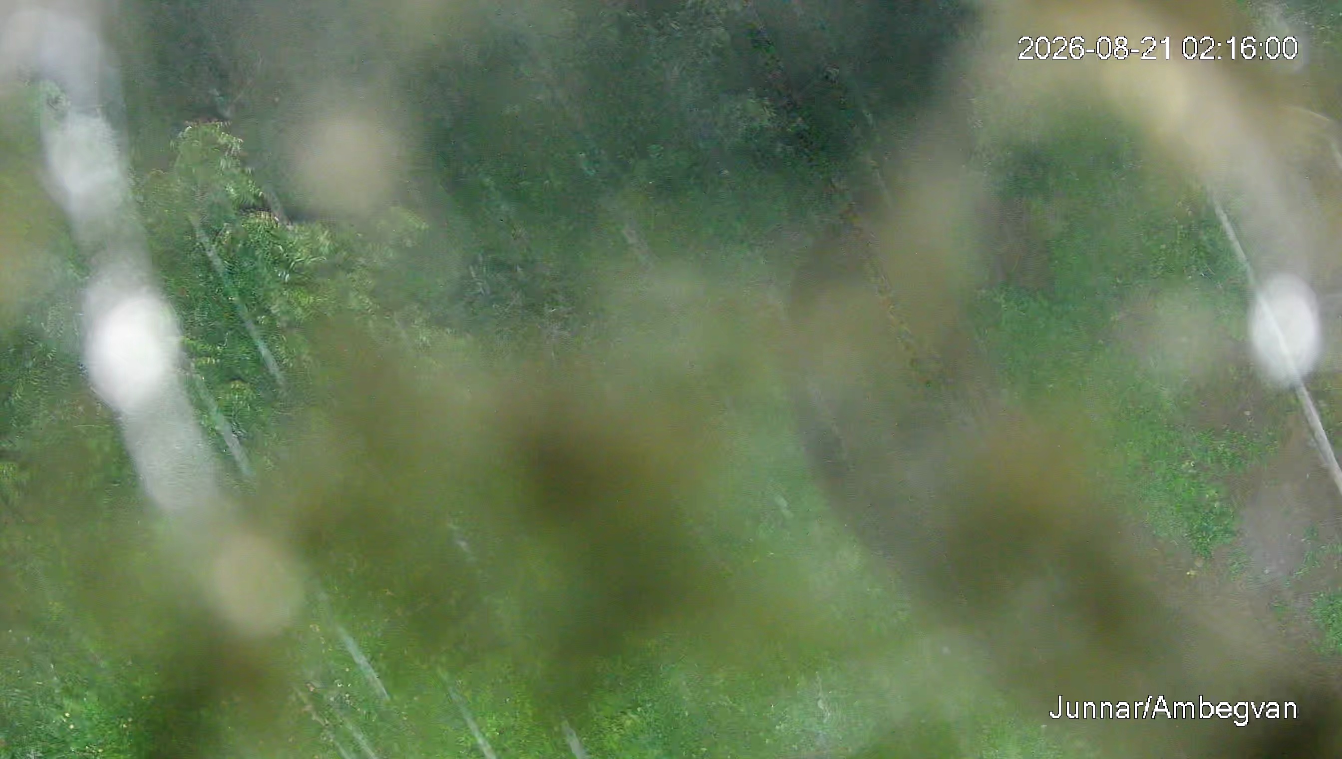 Leopard Image