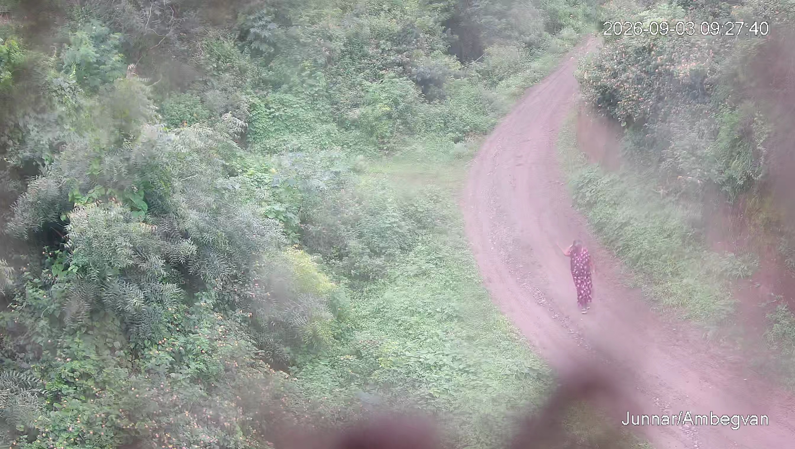 Leopard Image