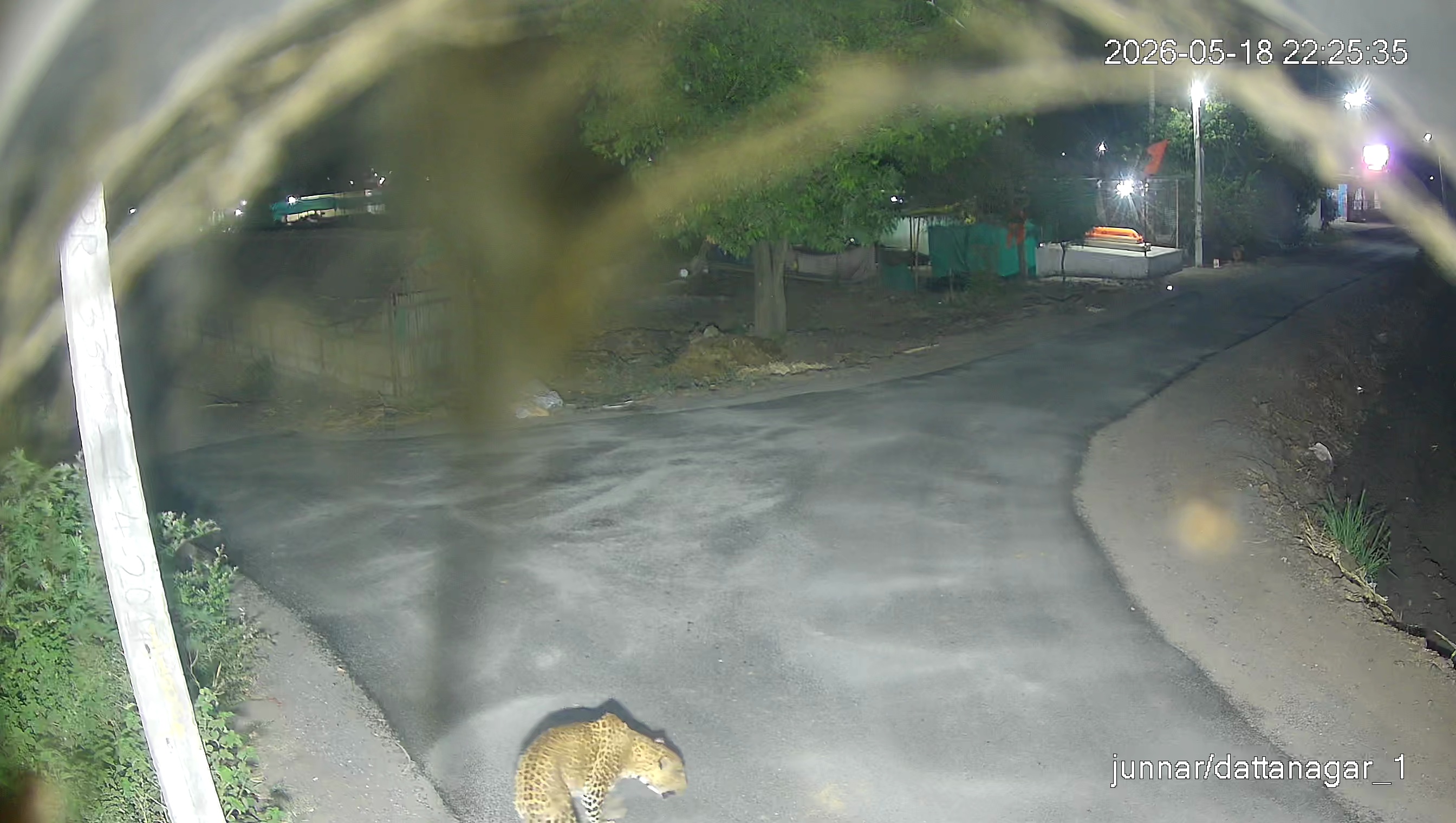Leopard Image