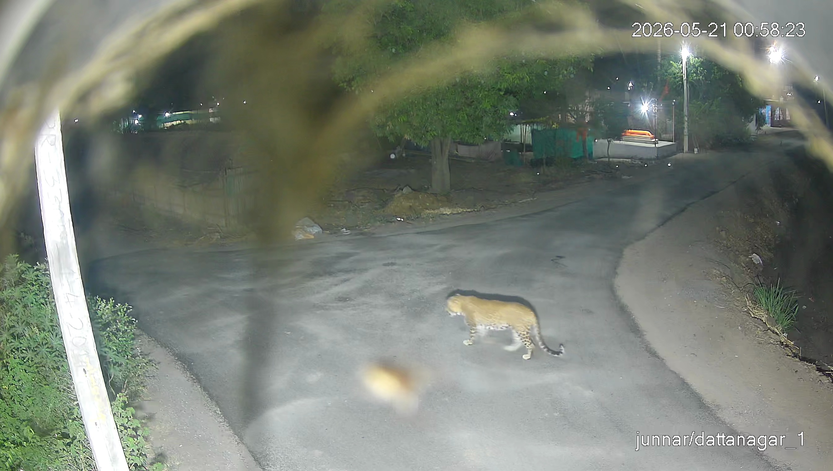 Leopard Image