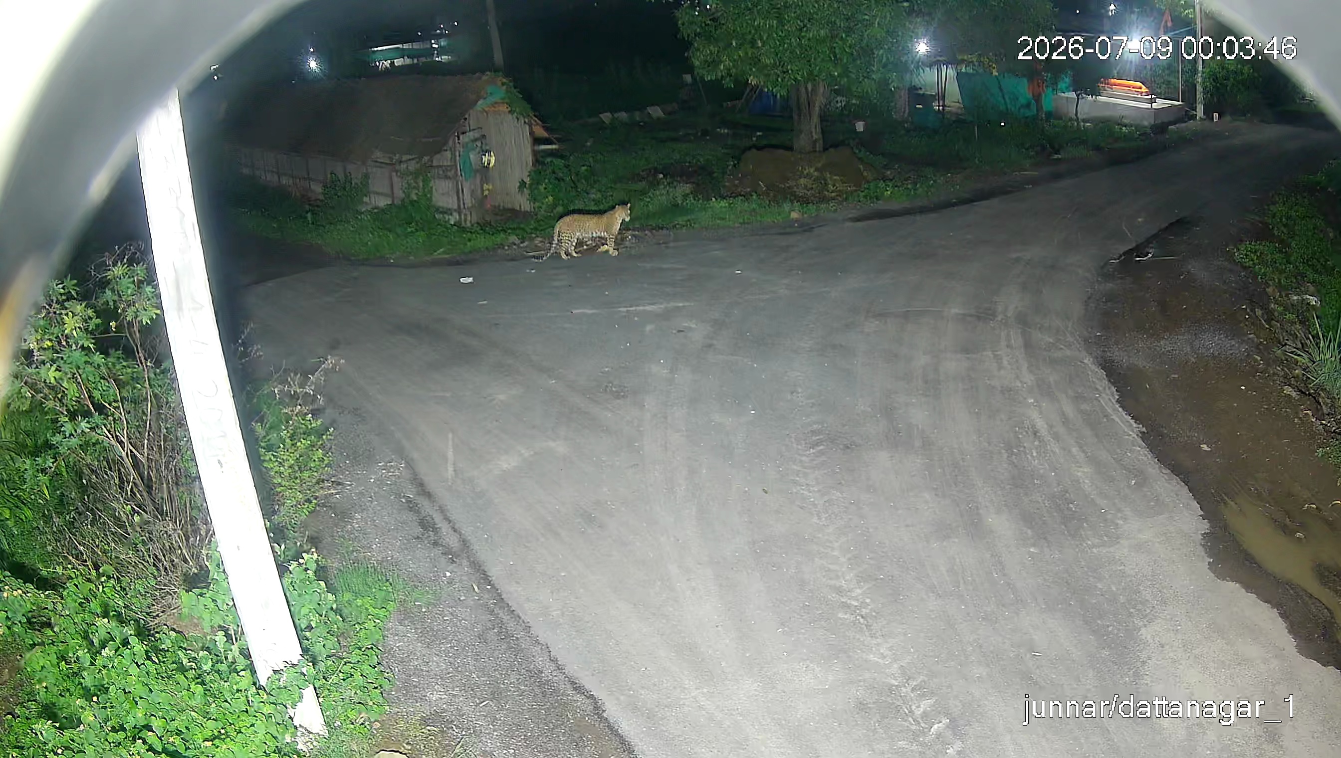Leopard Image