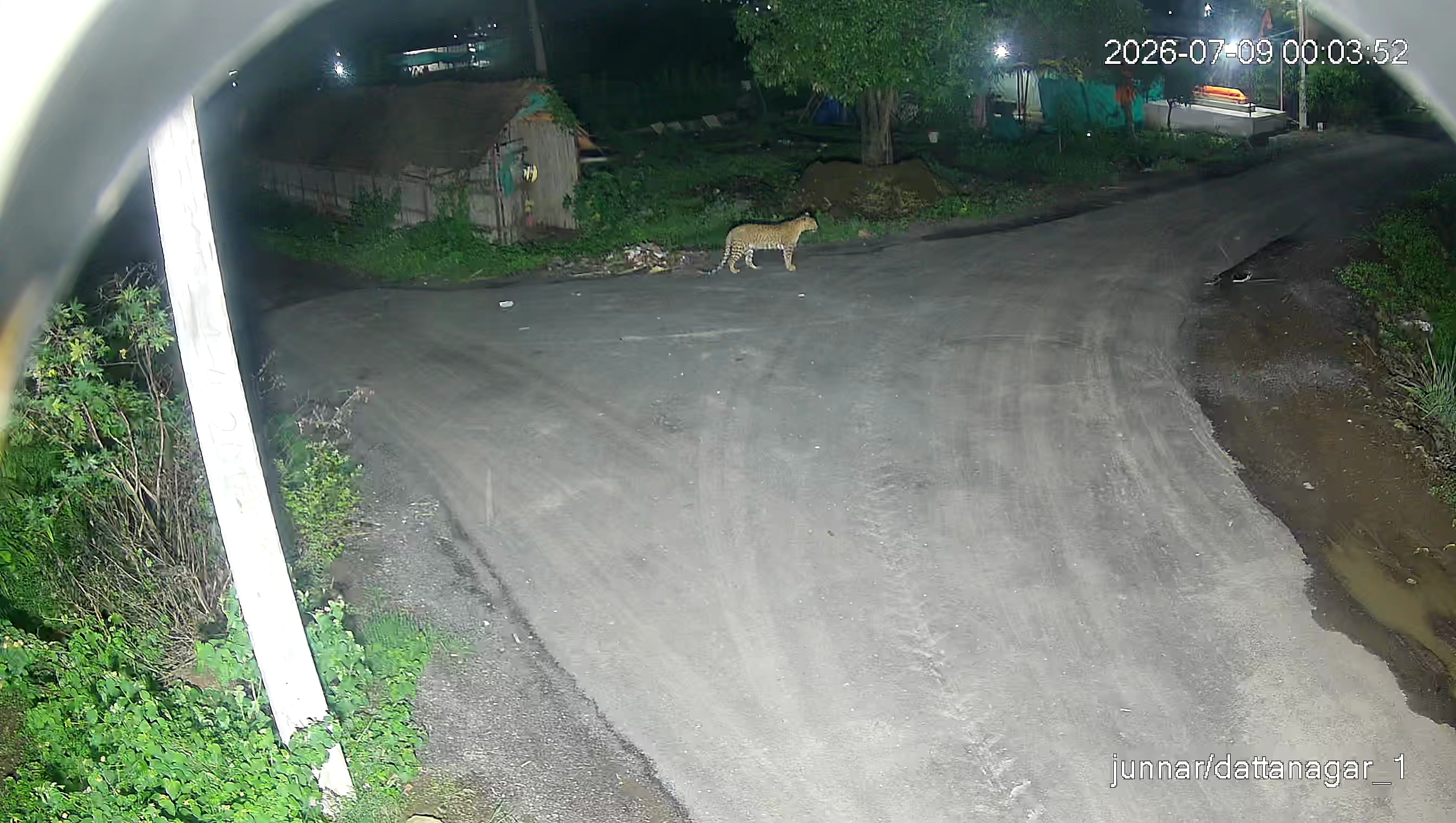 Leopard Image