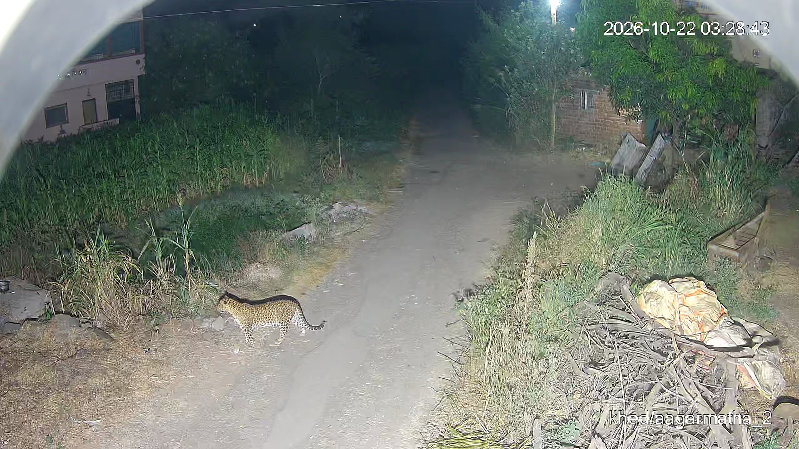 Leopard Image