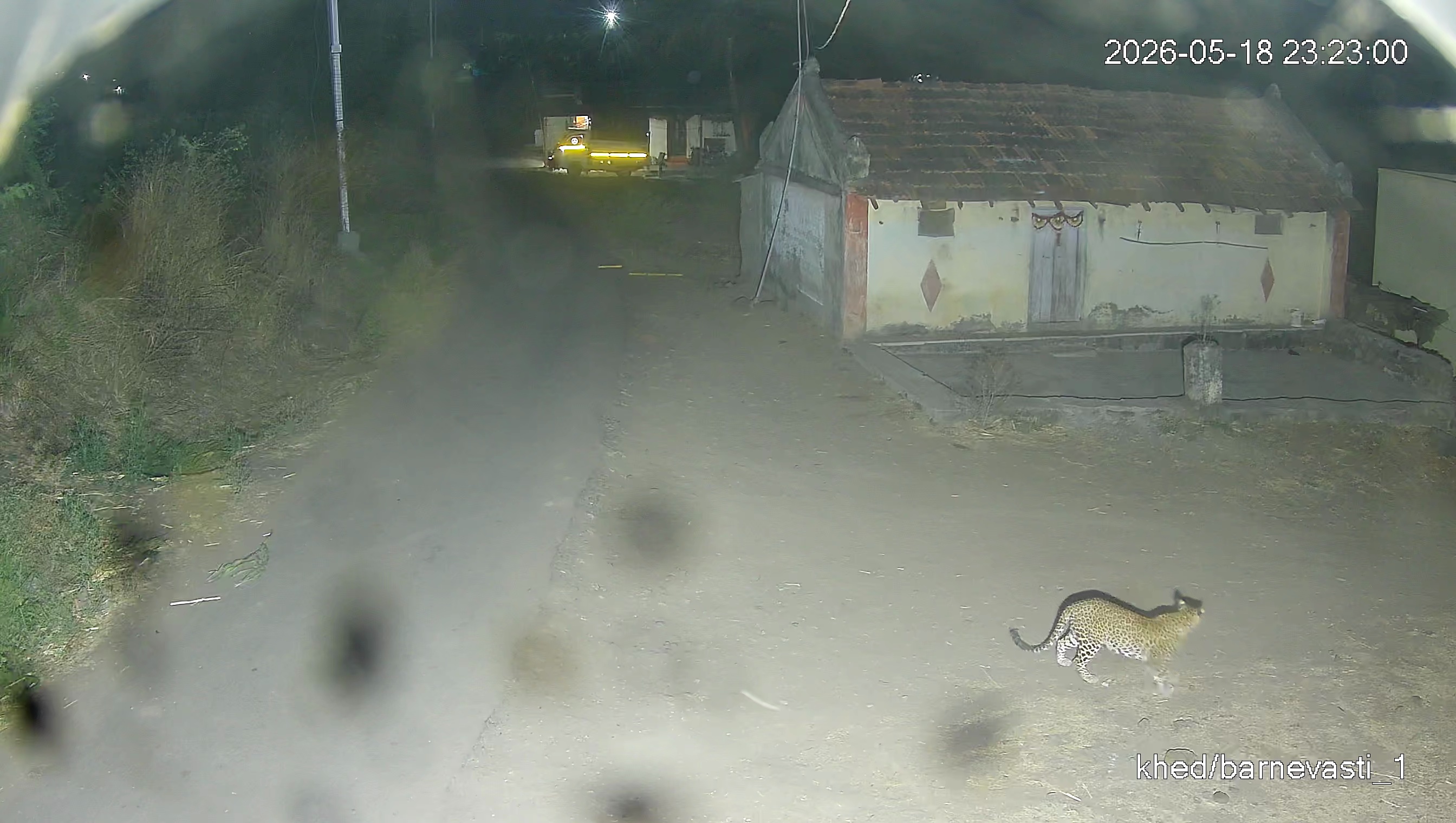 Leopard Image
