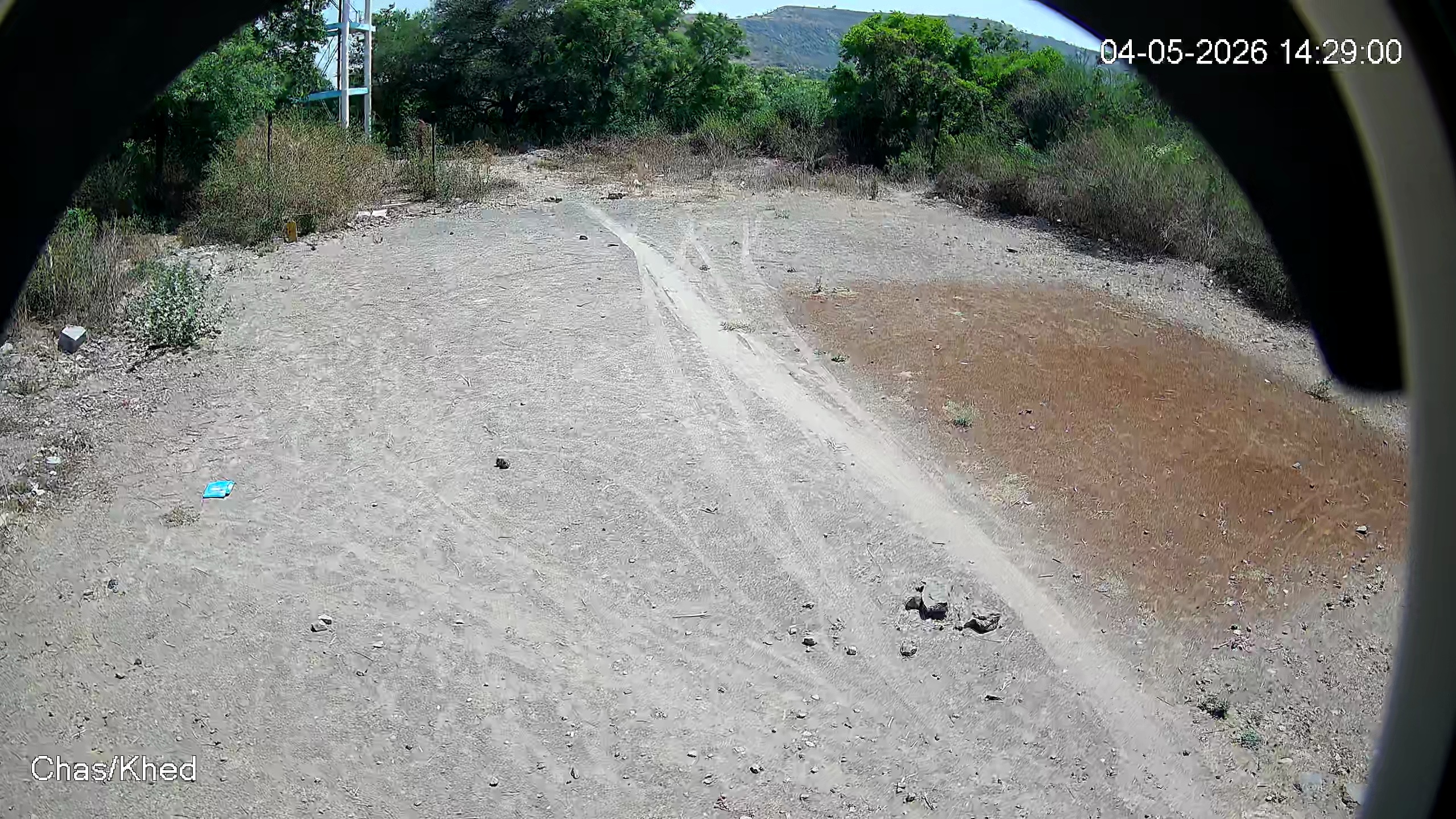 Leopard Image
