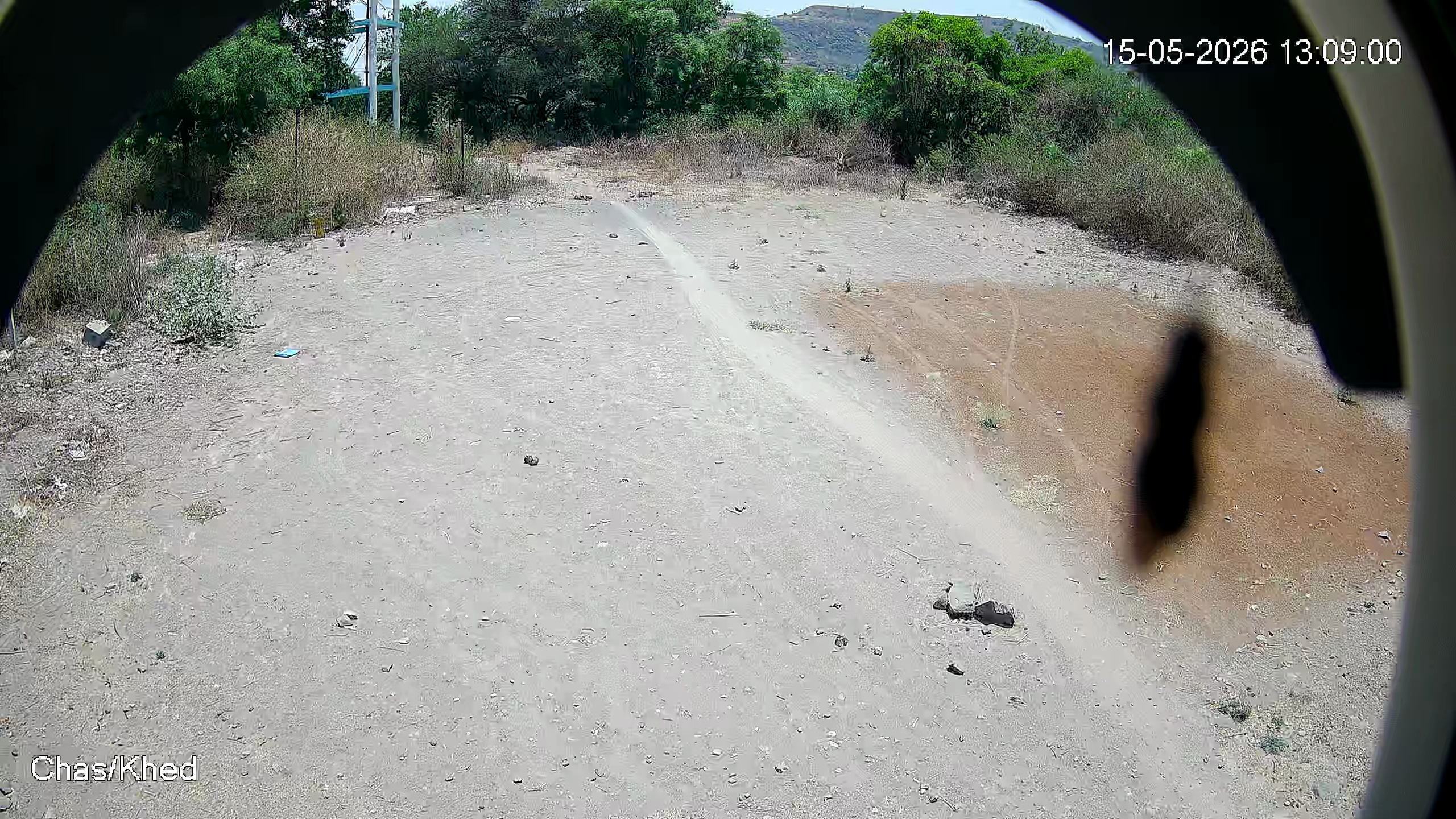 Leopard Image